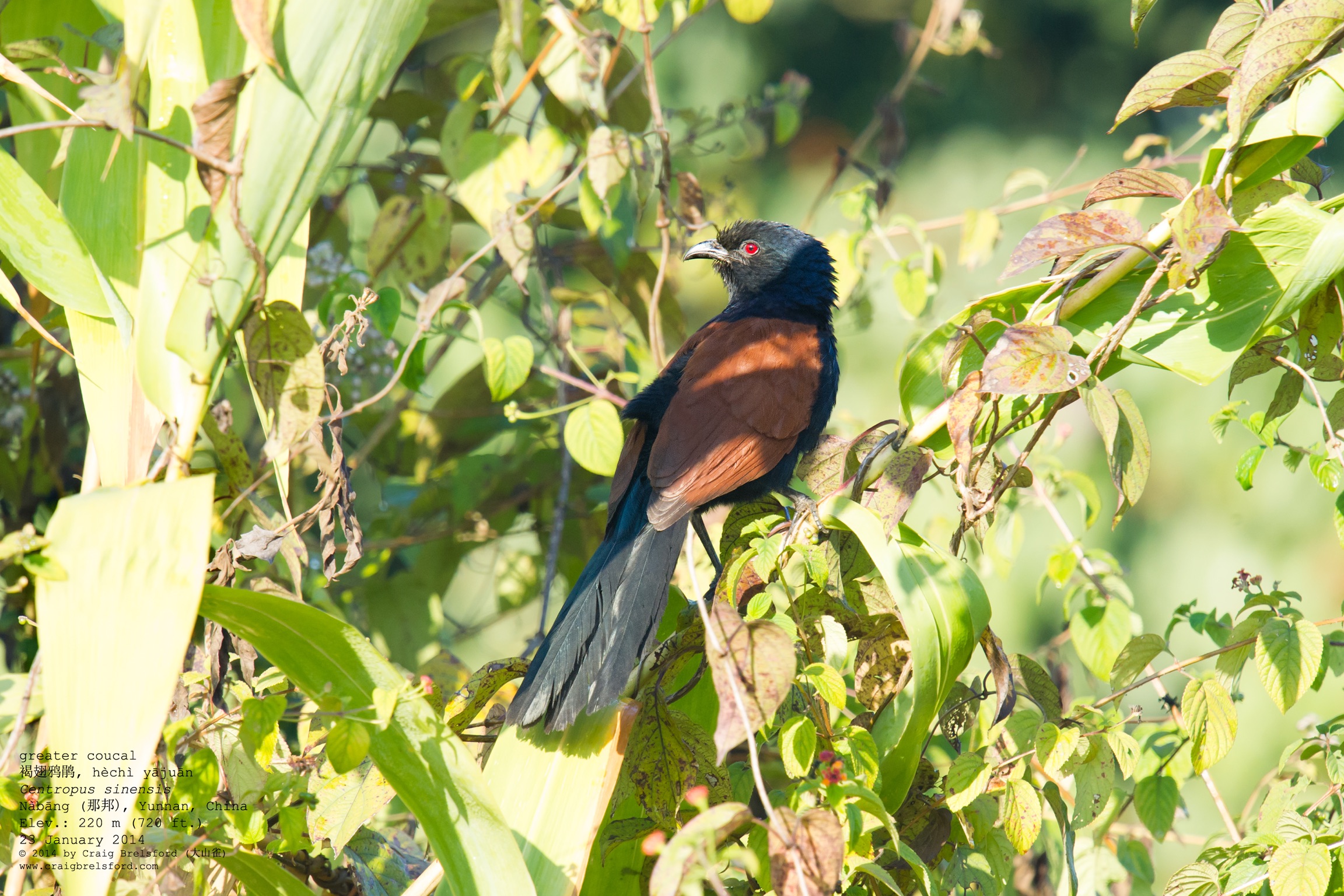 Greater Coucal