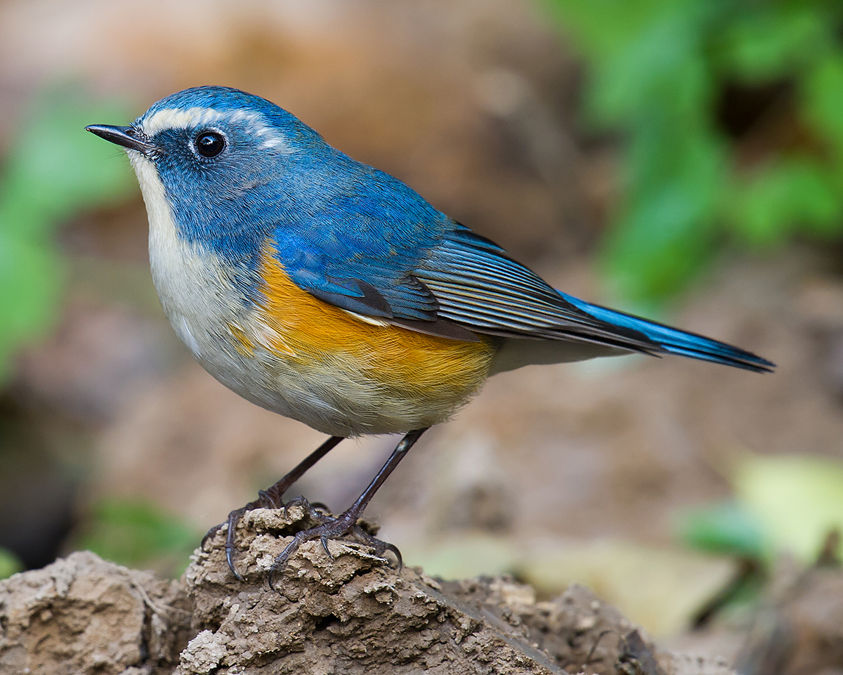 Brown and blue bird, female Red-flanked Bluetail (Tarsiger