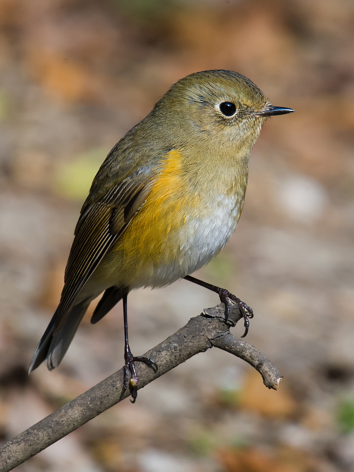 Details : Red-flanked Bluetail - BirdGuides