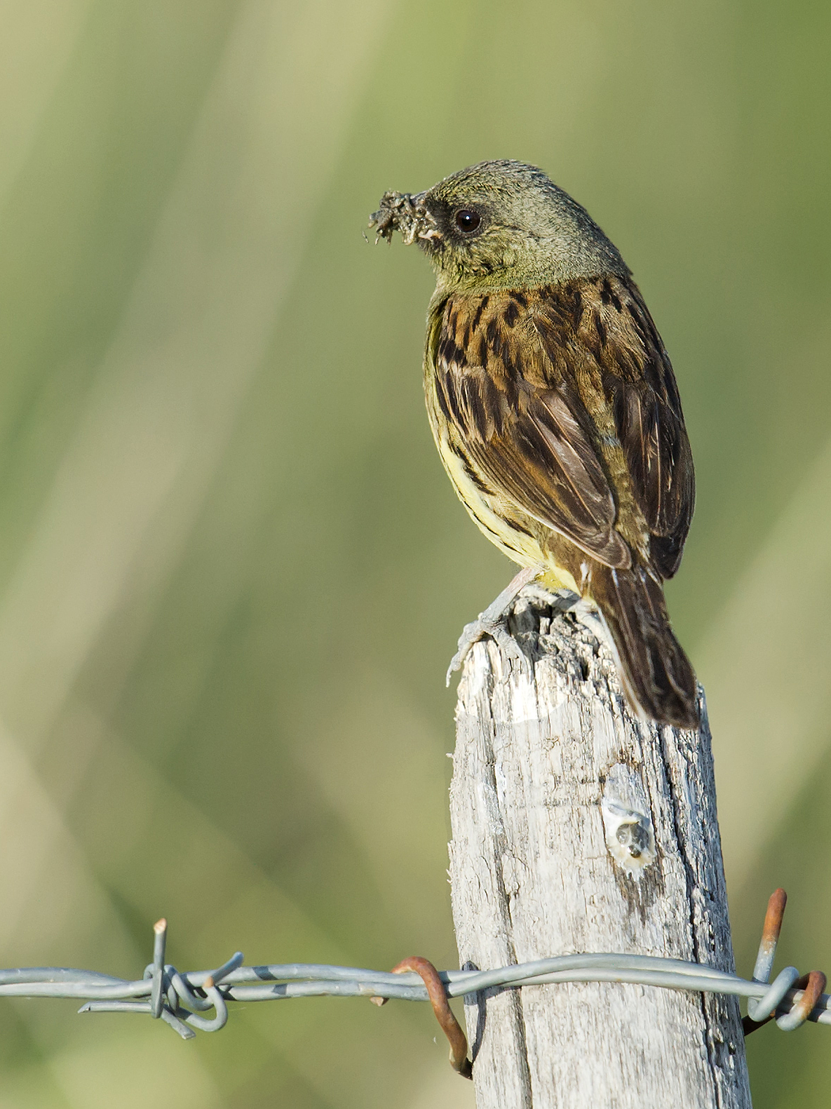 Black-faced Bunting