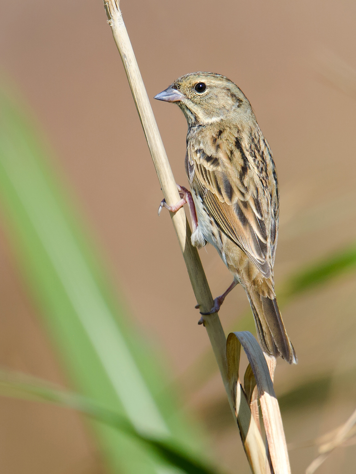 Black-faced Bunting