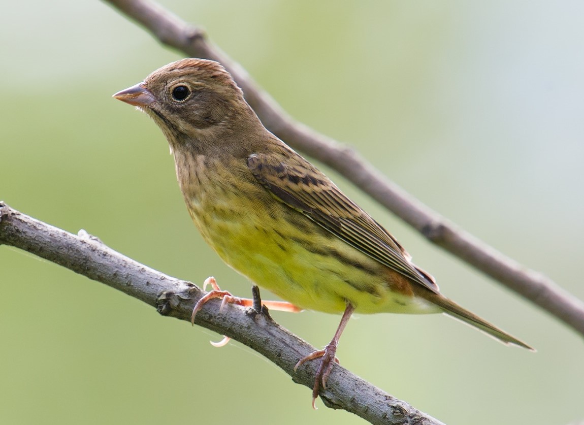 Chestnut Bunting