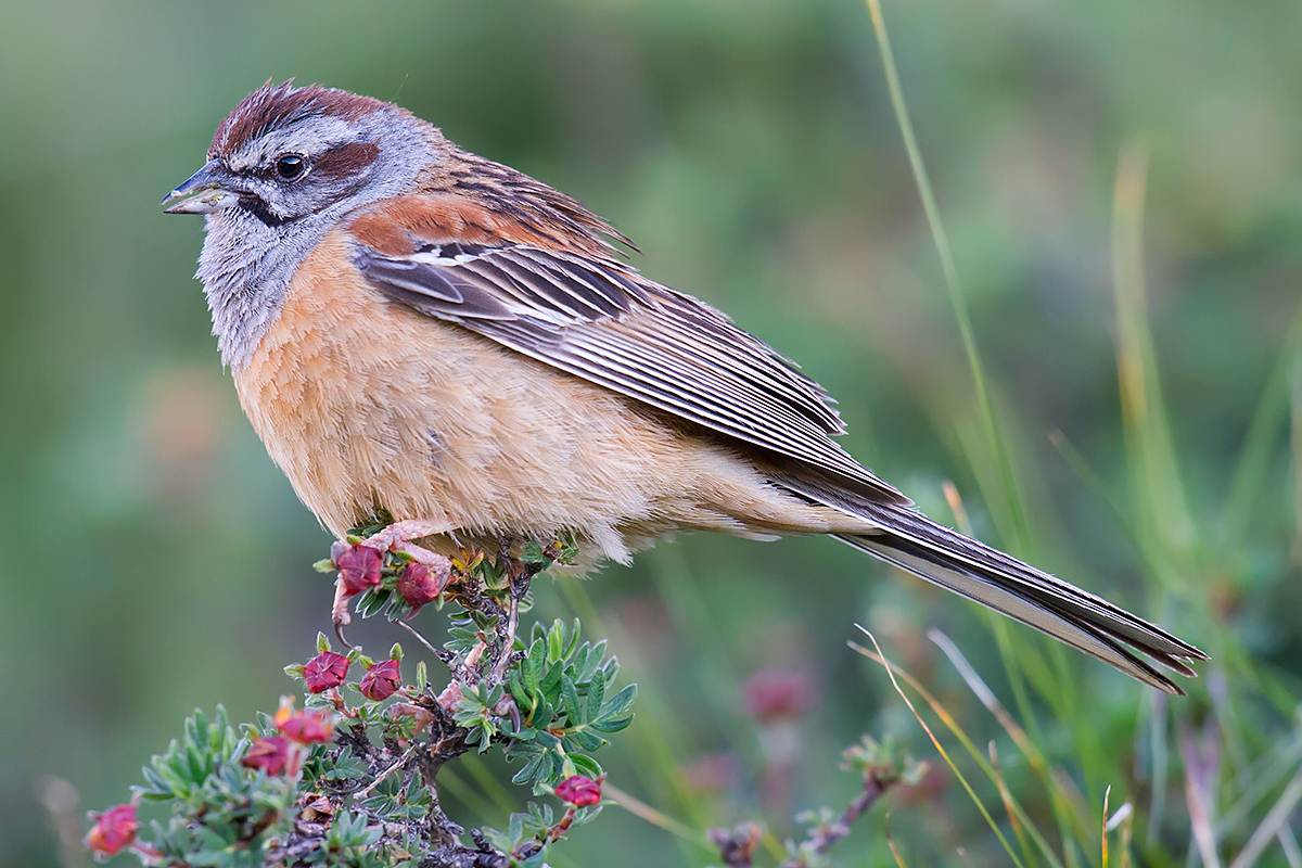 Godlewski’s Bunting