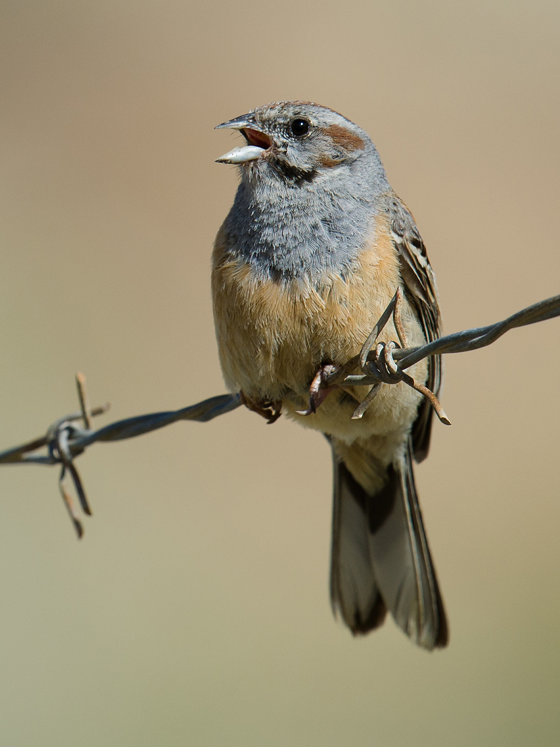 Godlewski’s Bunting