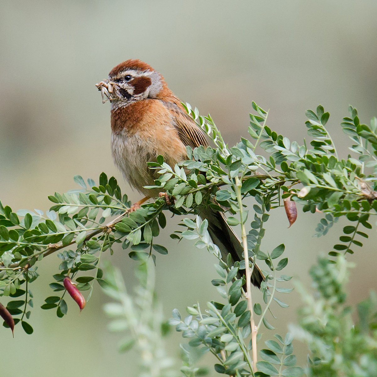 Meadow Bunting