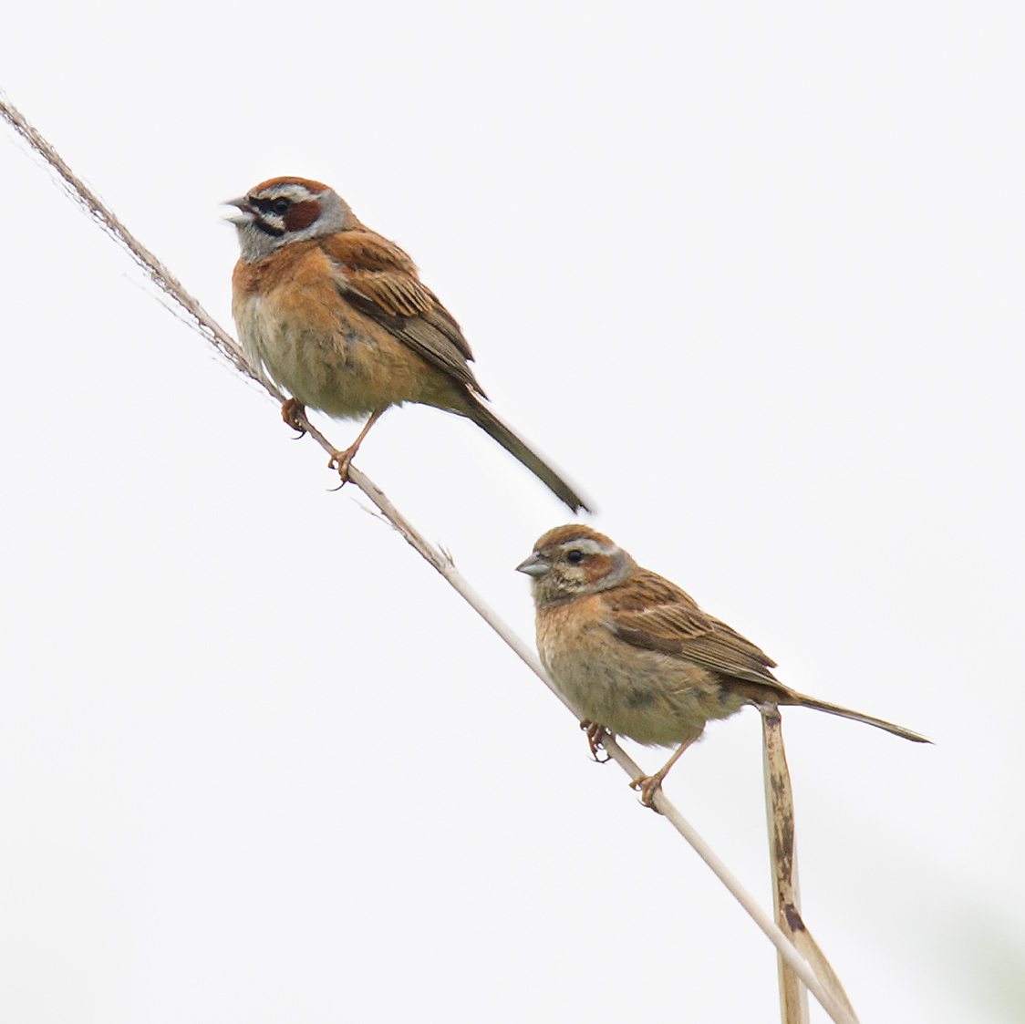 Meadow Bunting