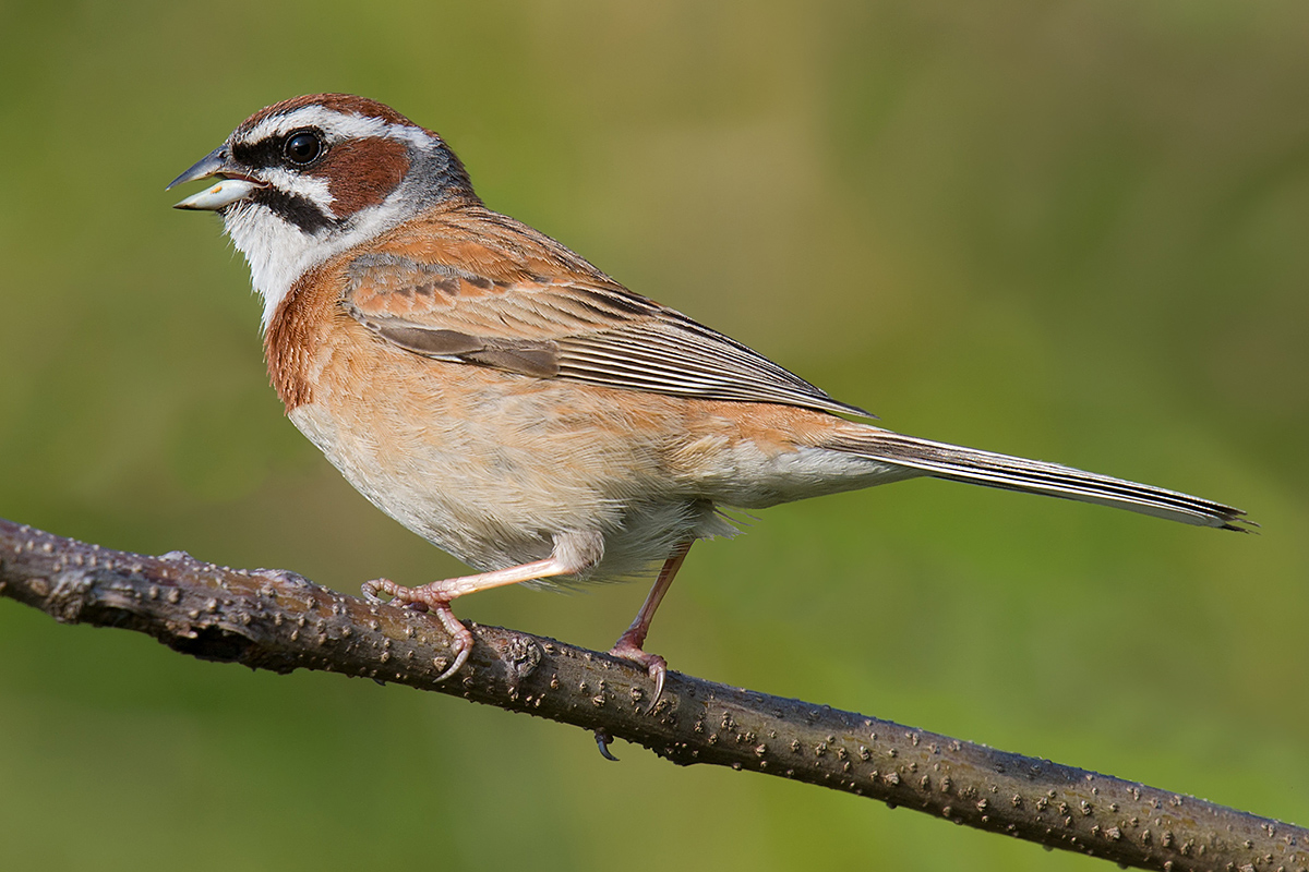 Meadow Bunting