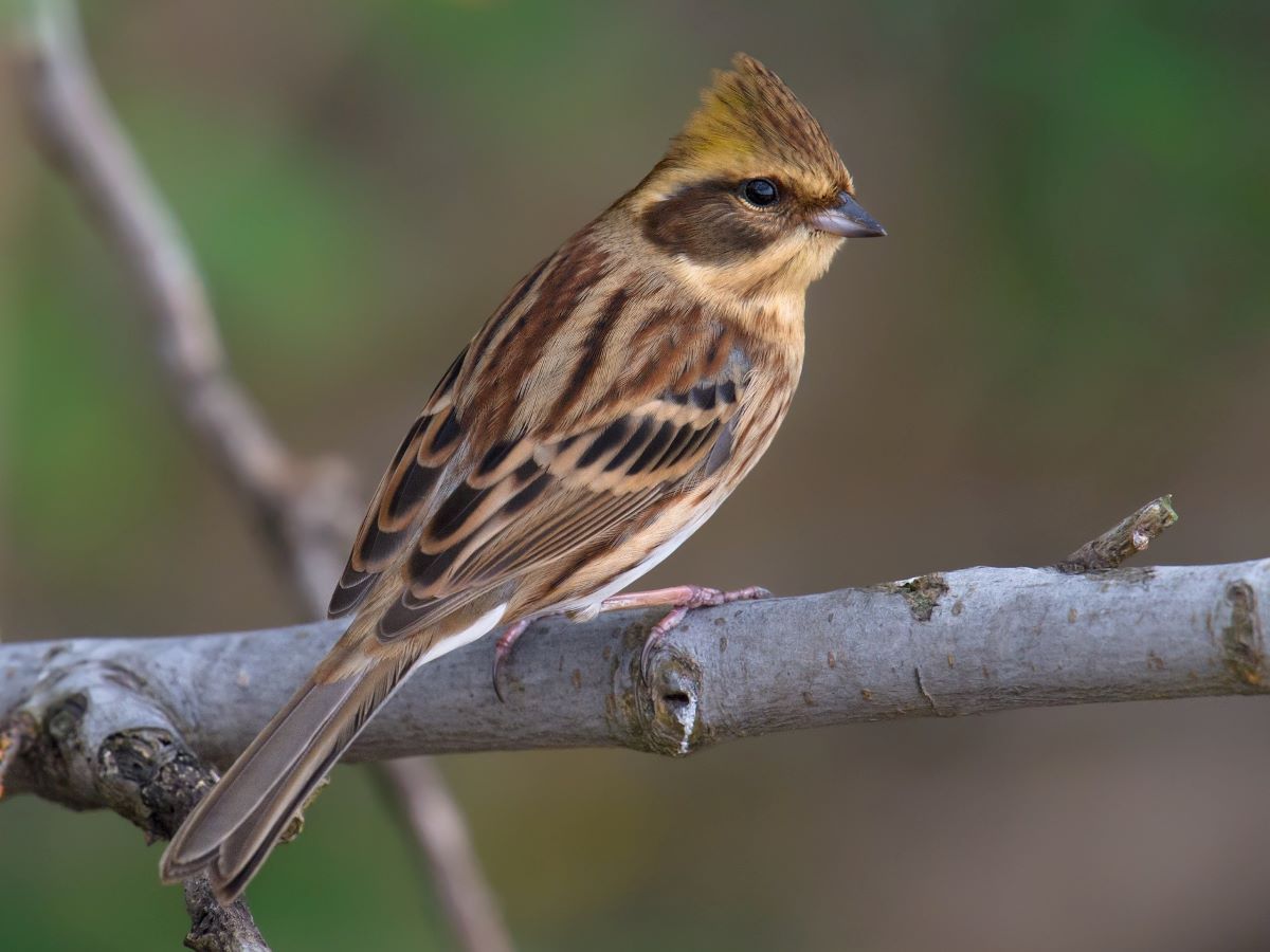 Yellow-throated Bunting