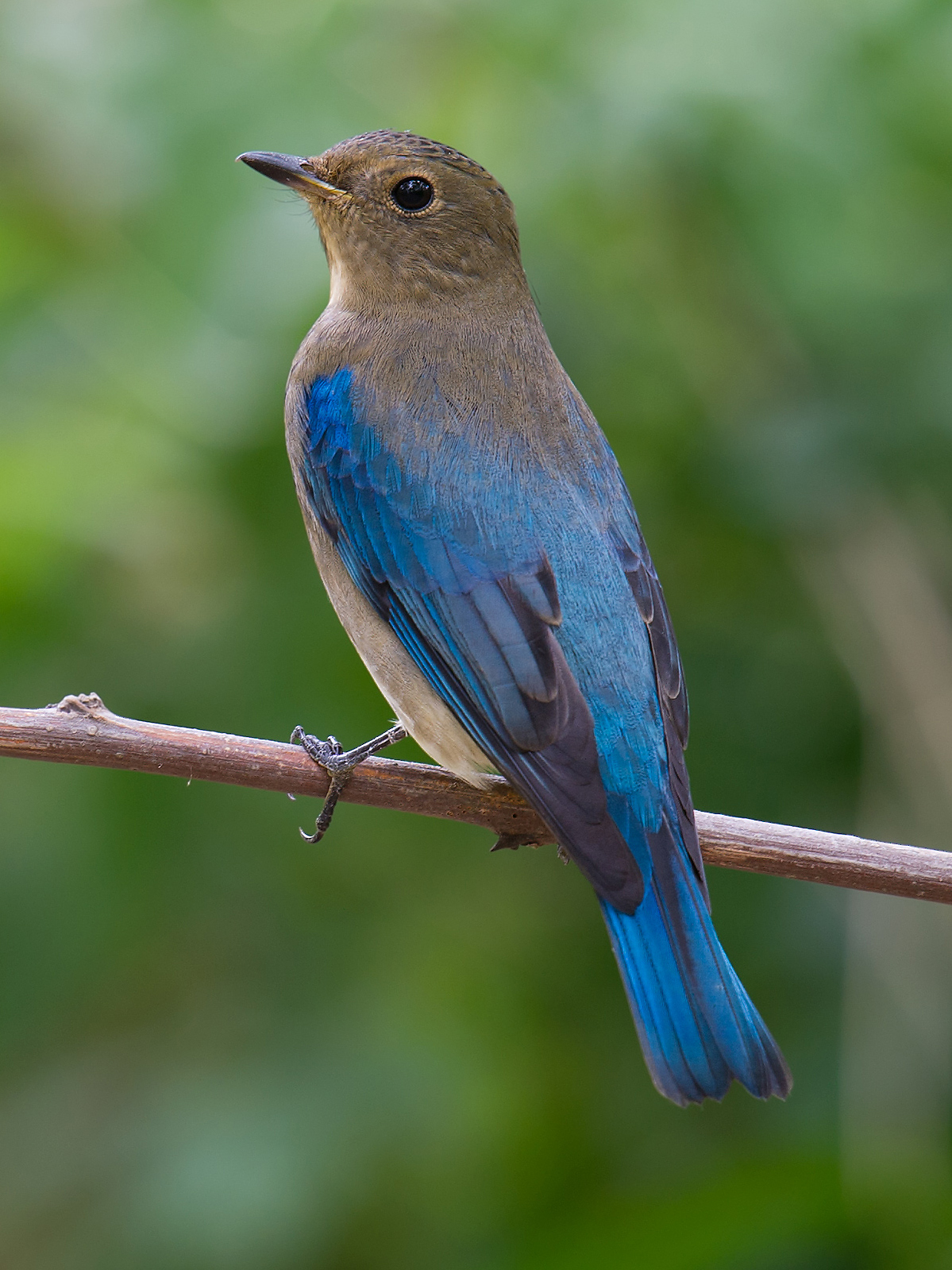 Blue-and-white Flycatcher