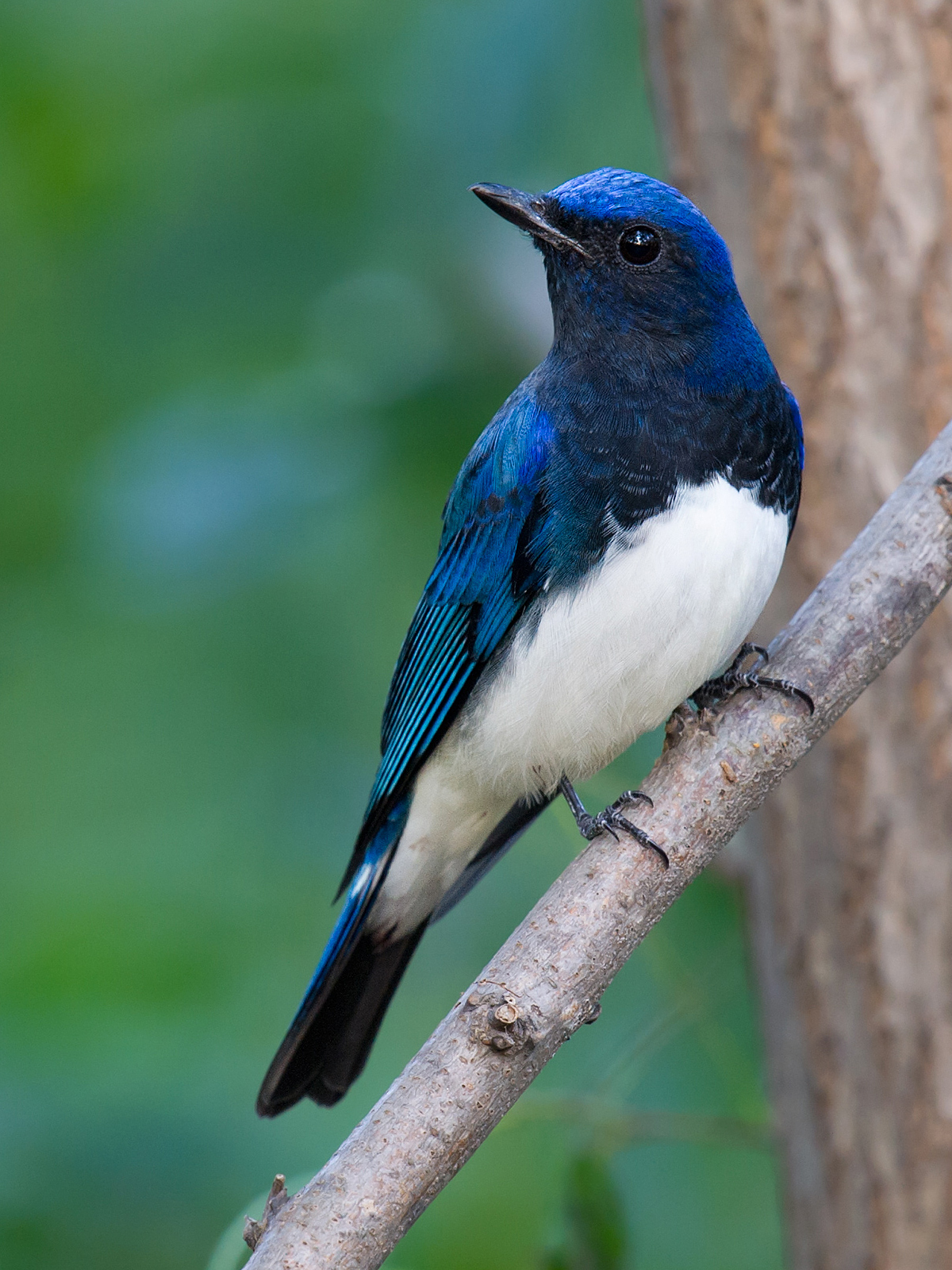 Blue-and-white Flycatcher