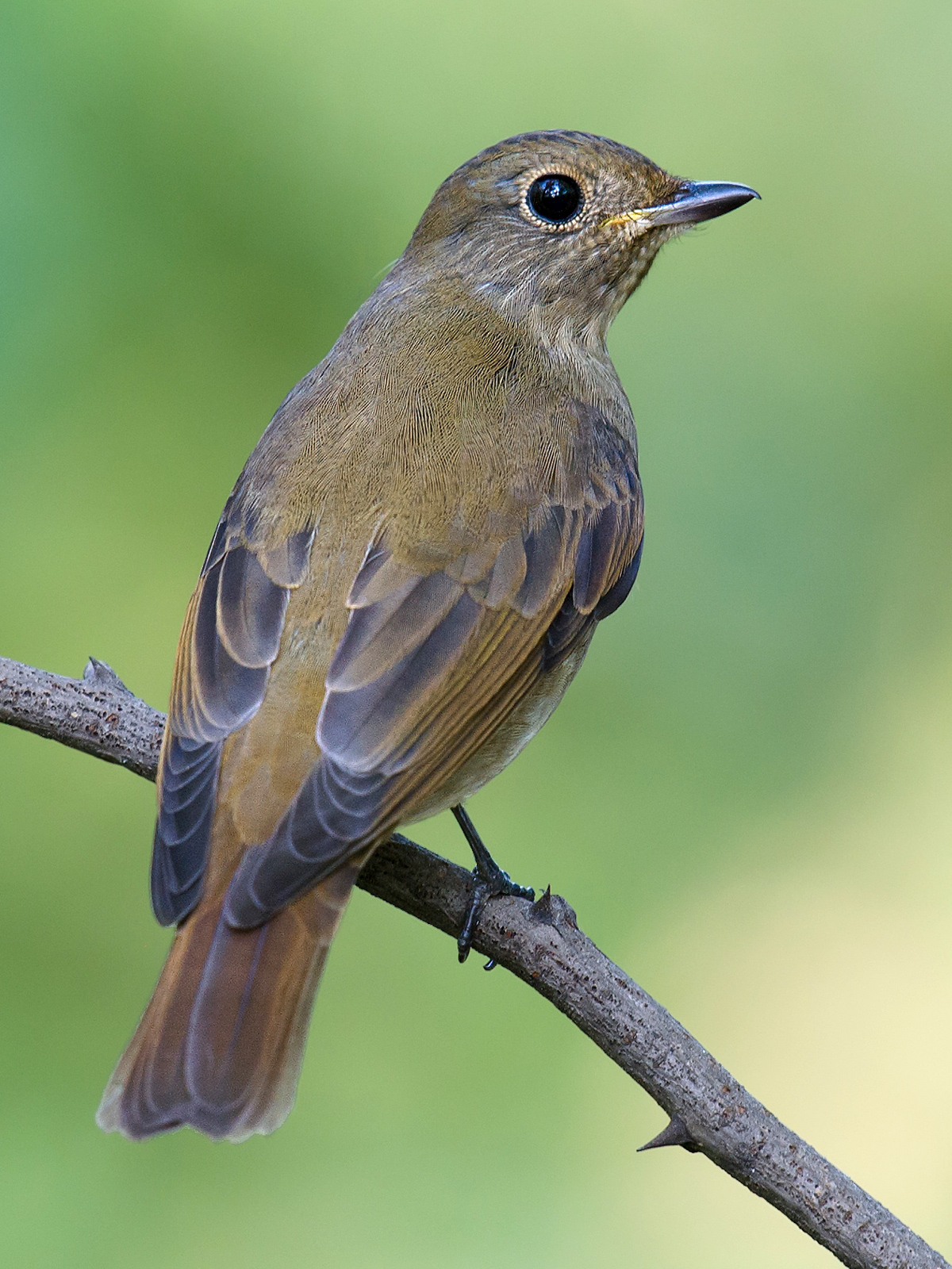 Blue-and-white Flycatcher