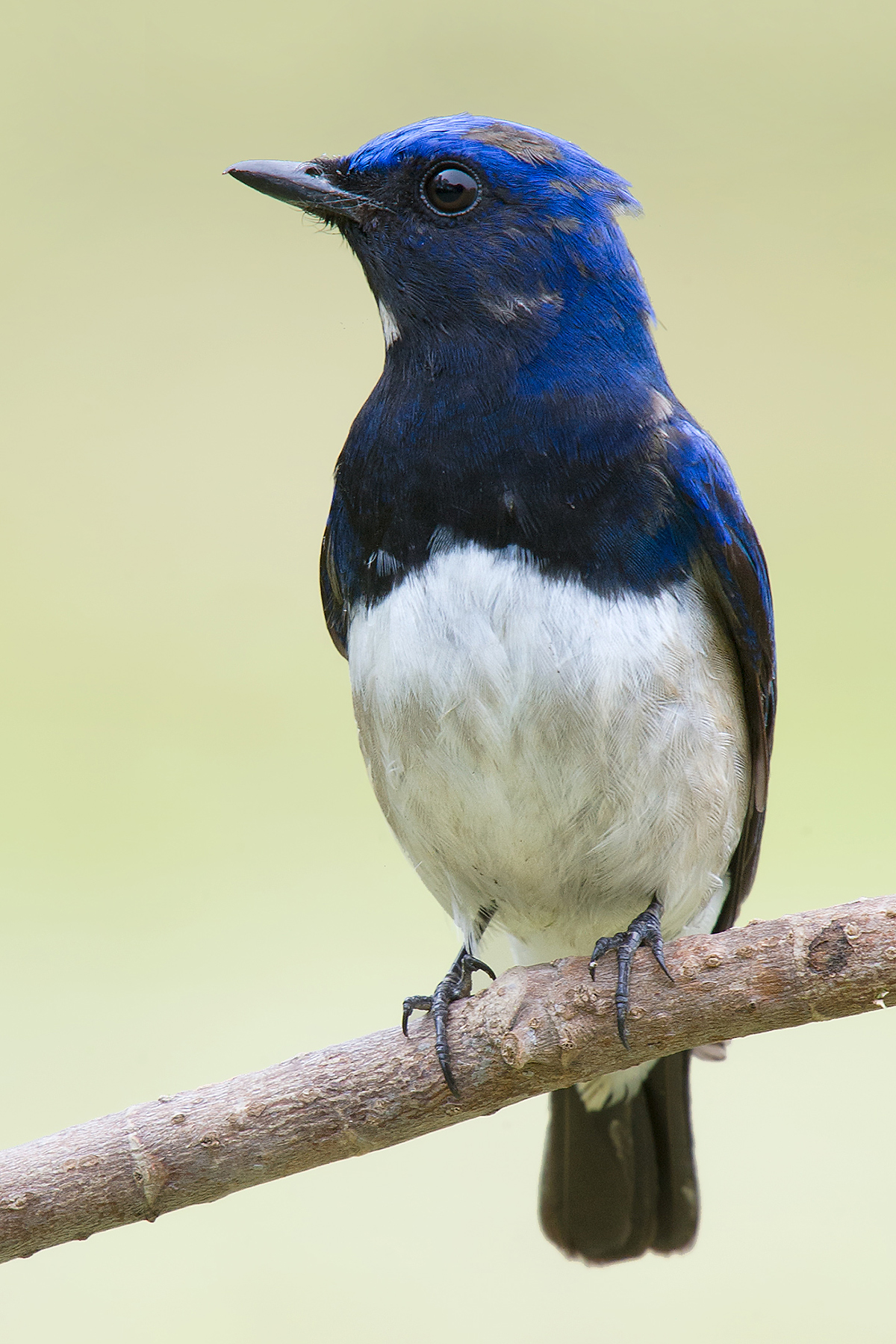 Blue-and-white Flycatcher