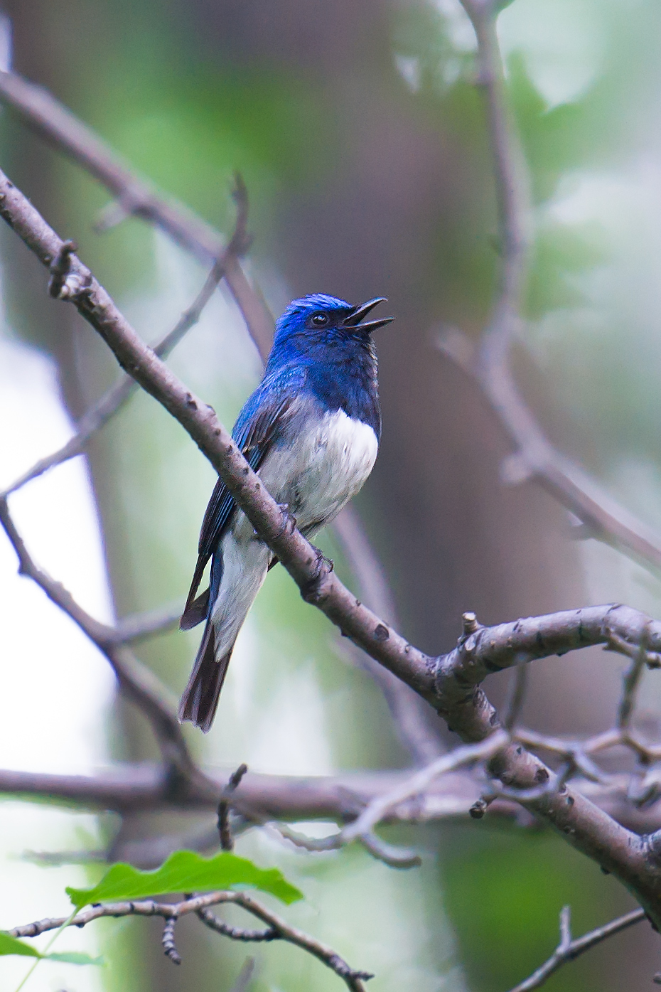 Blue-and-white Flycatcher