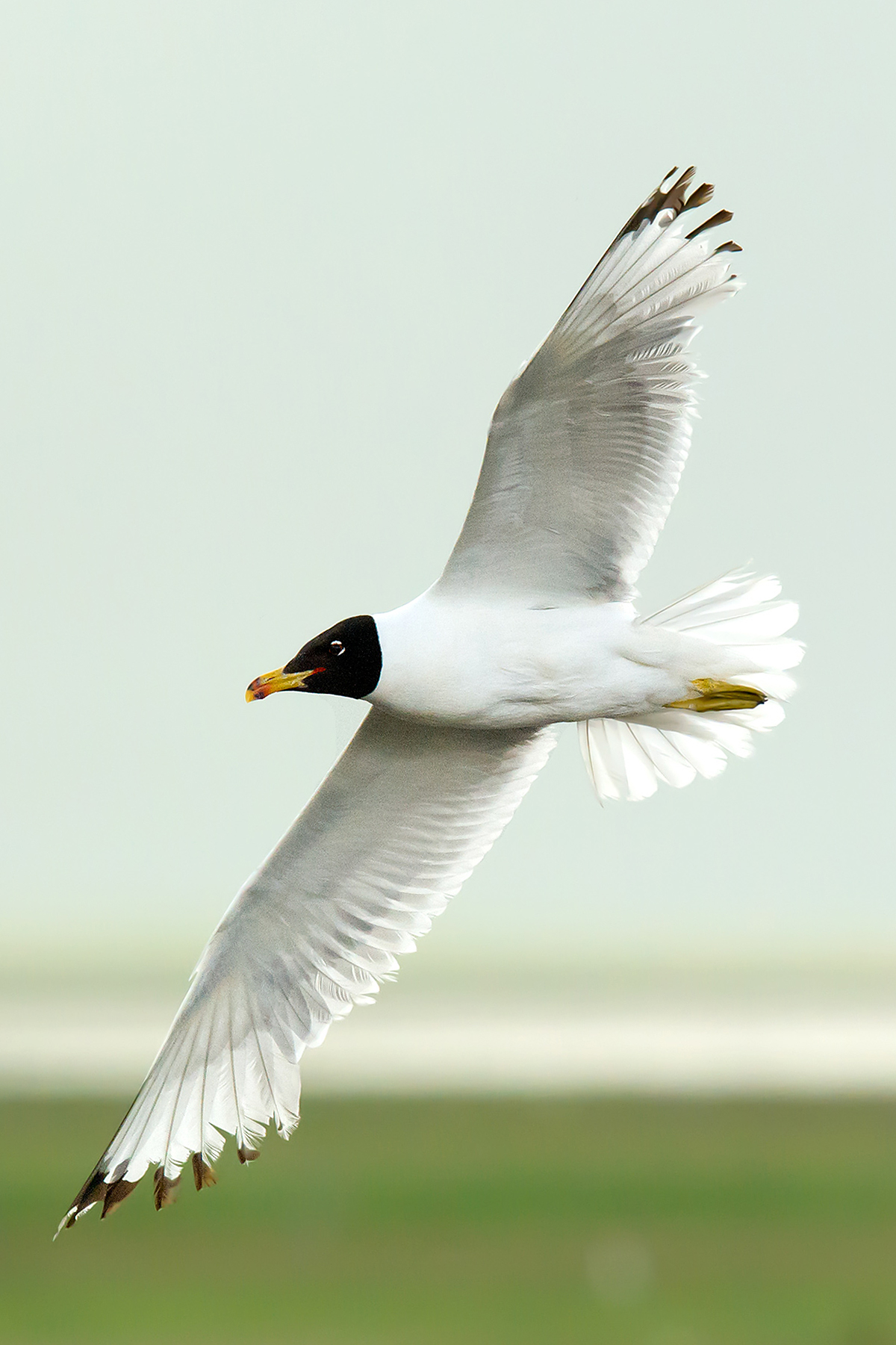 Pallas's Gull