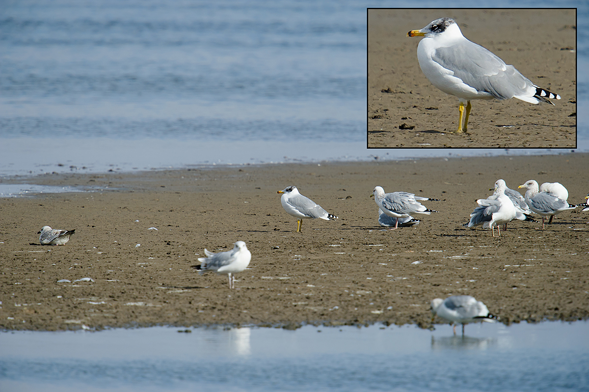 Pallas's Gull