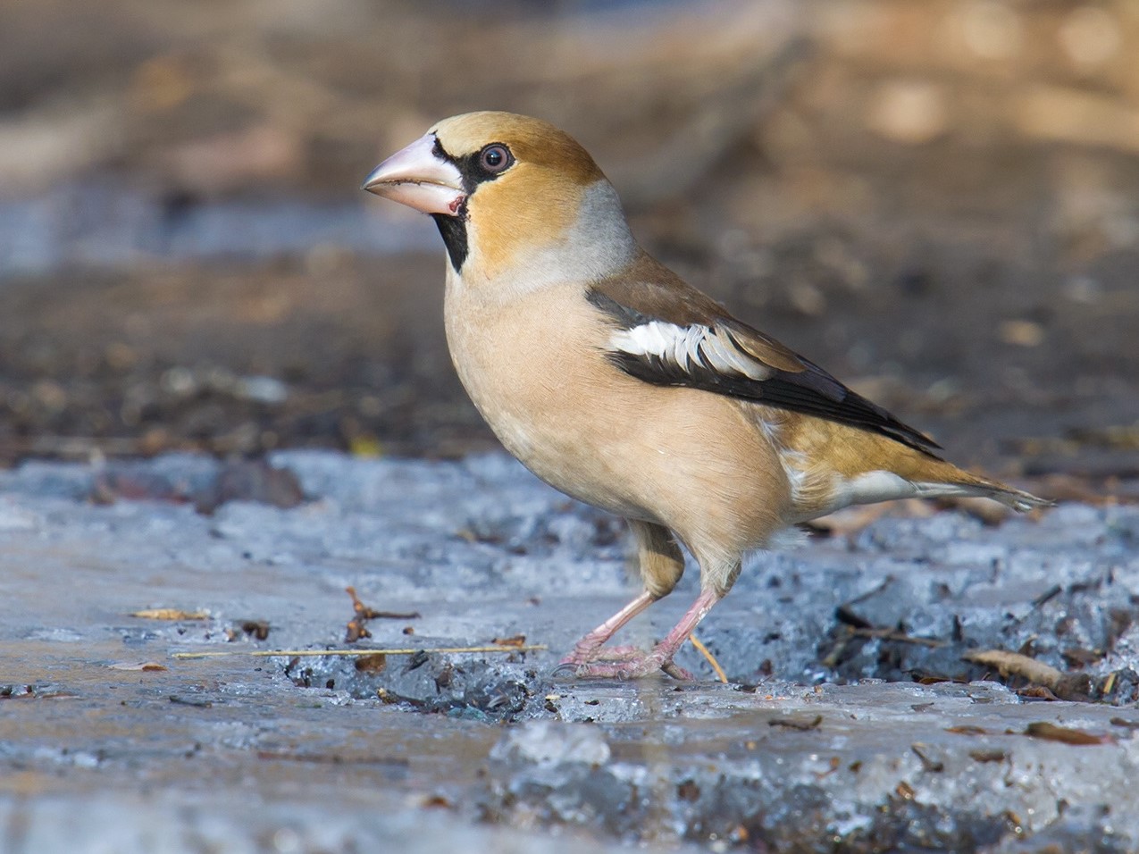 Hawfinch