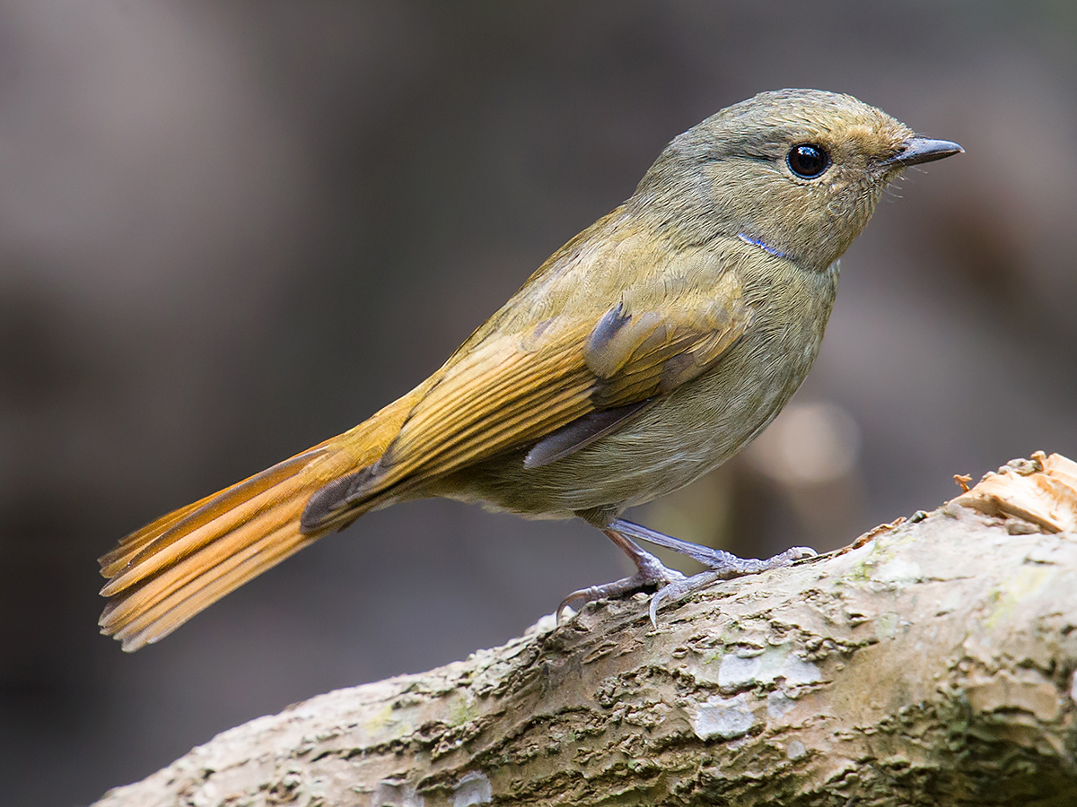 Small Niltava