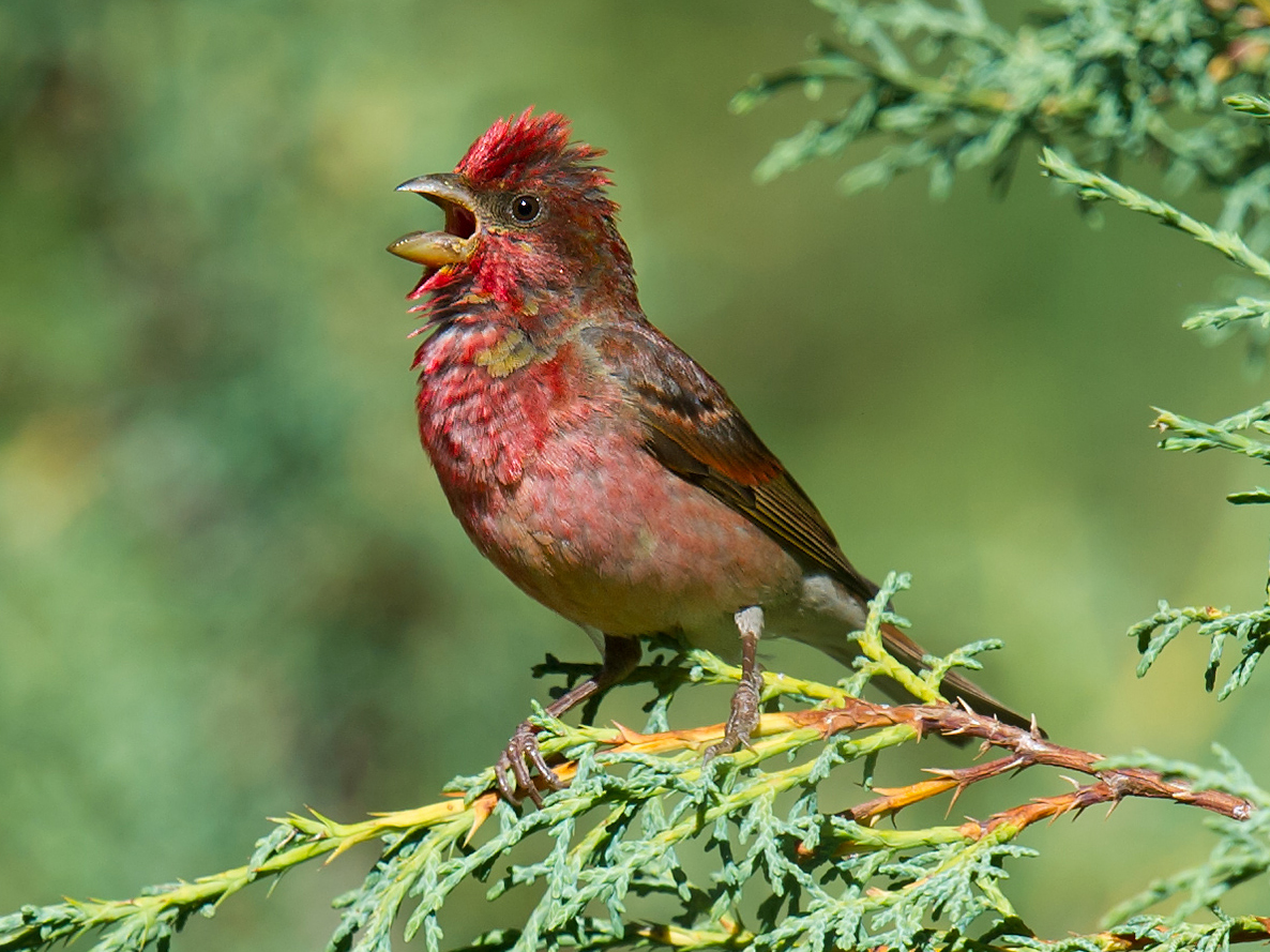 Common Rosefinch