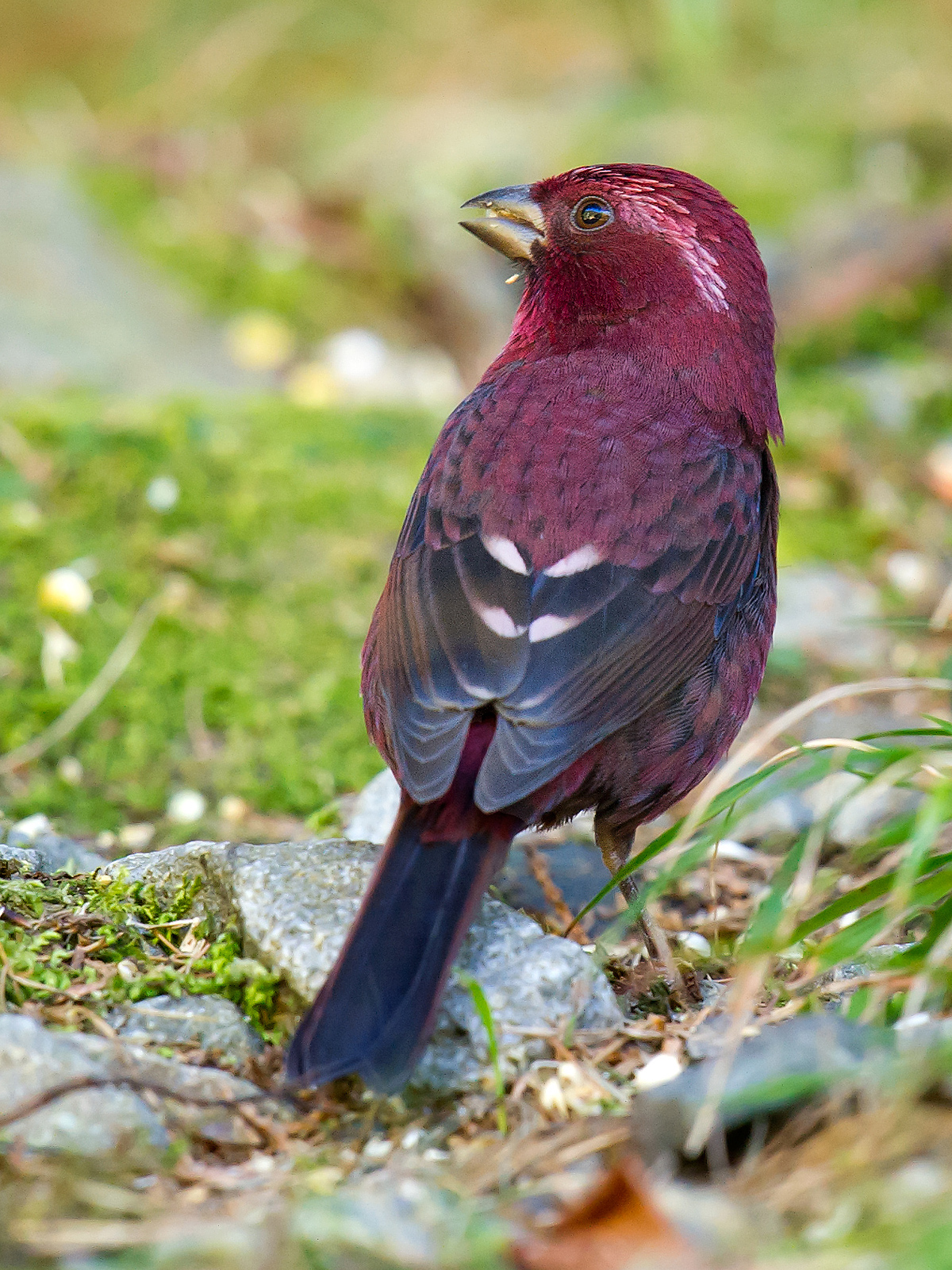 Taiwan Rosefinch