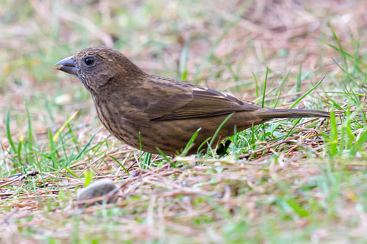 Taiwan Rosefinch