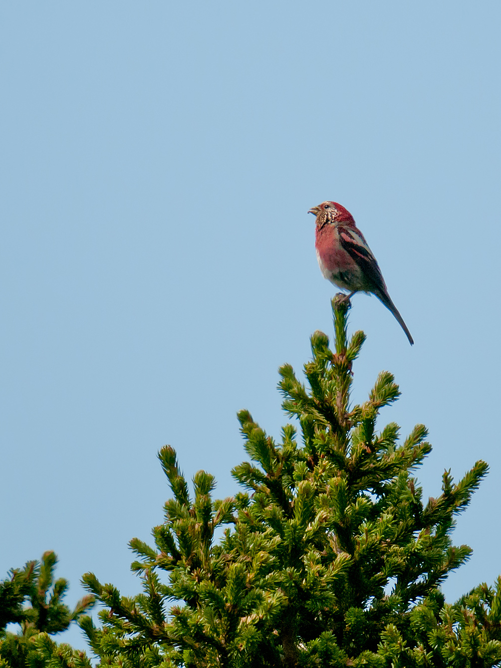 Three-banded Rosefinch