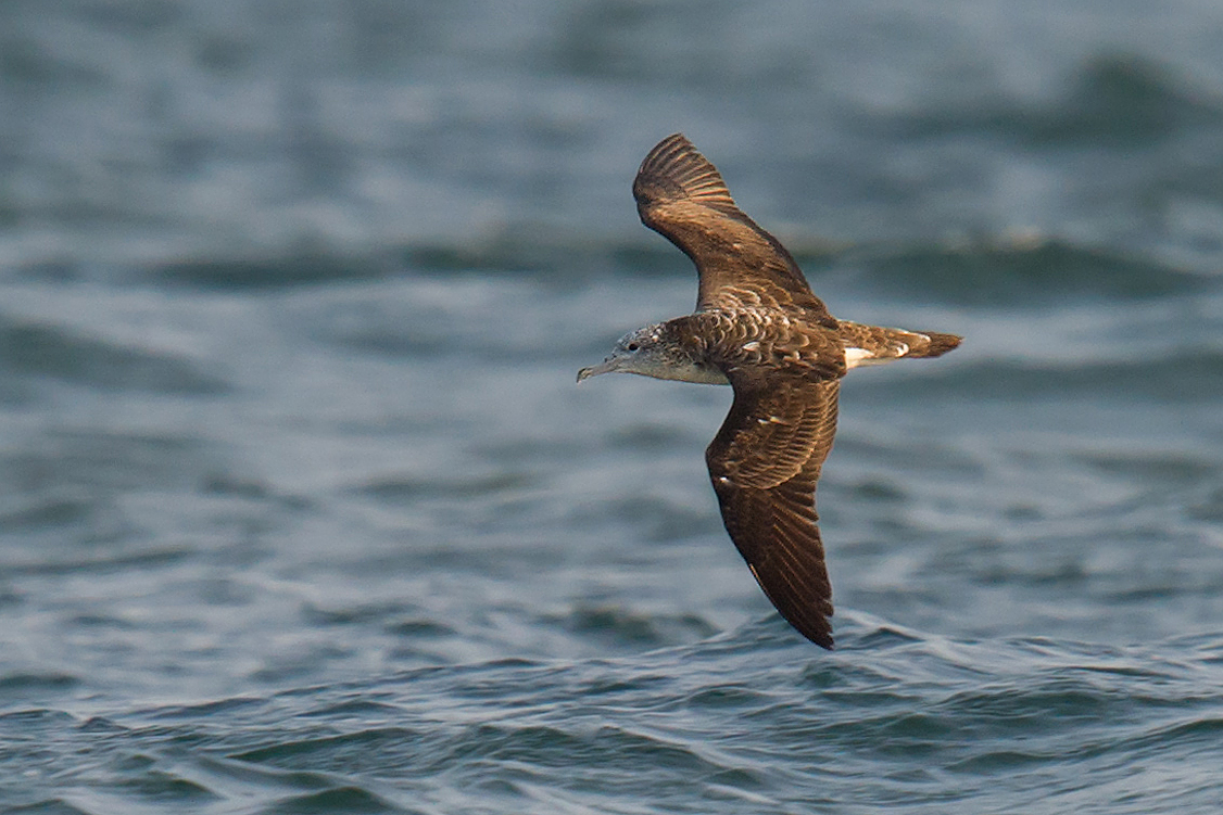 Streaked Shearwater