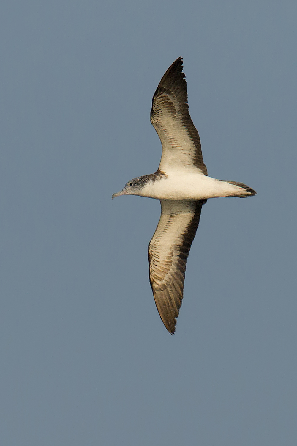 Streaked Shearwater