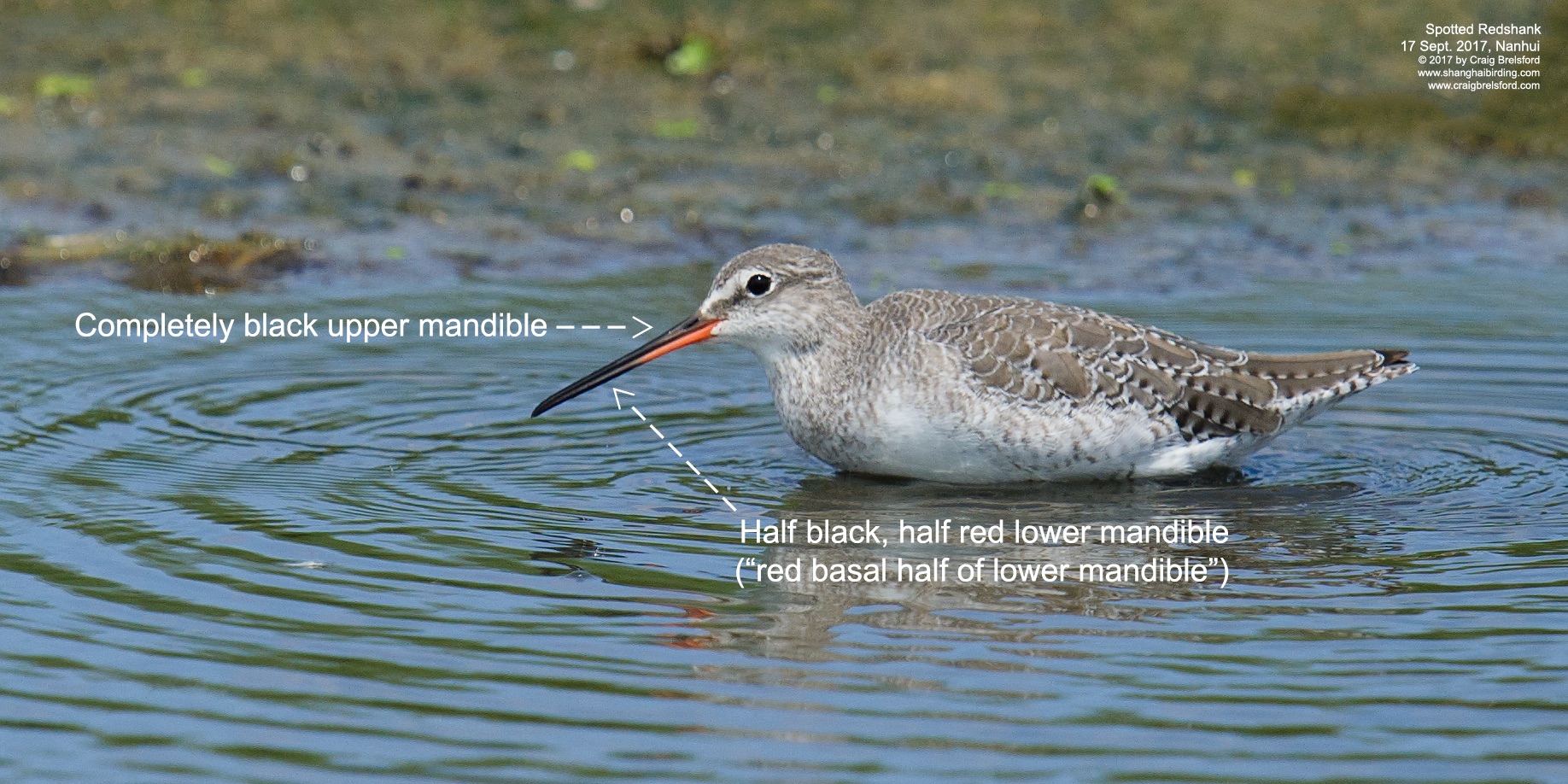 Spotted Redshank