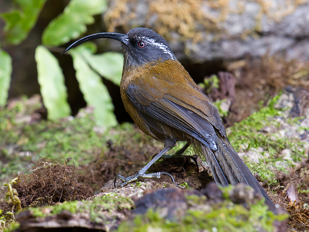 Slender-billed Scimitar Babbler