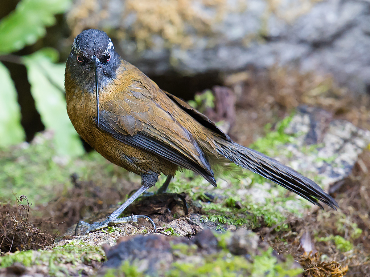 Slender-billed Scimitar Babbler