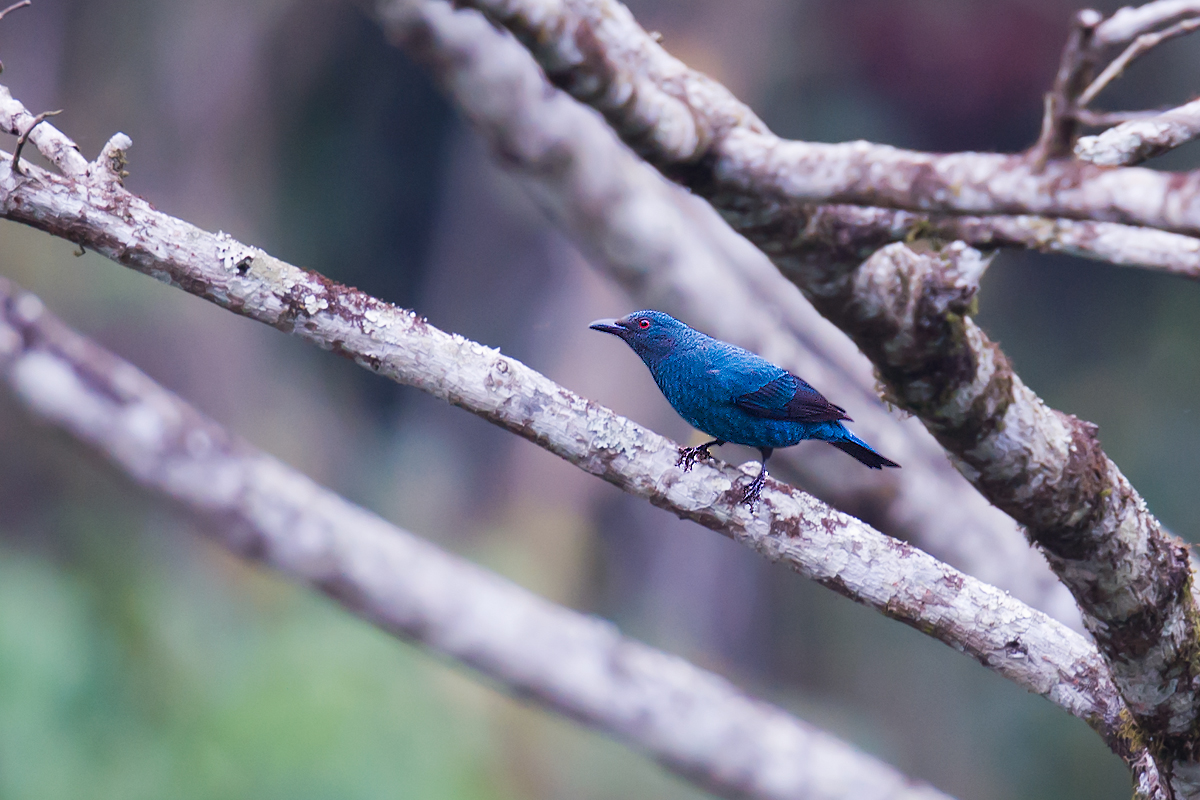 Asian Fairy-bluebird