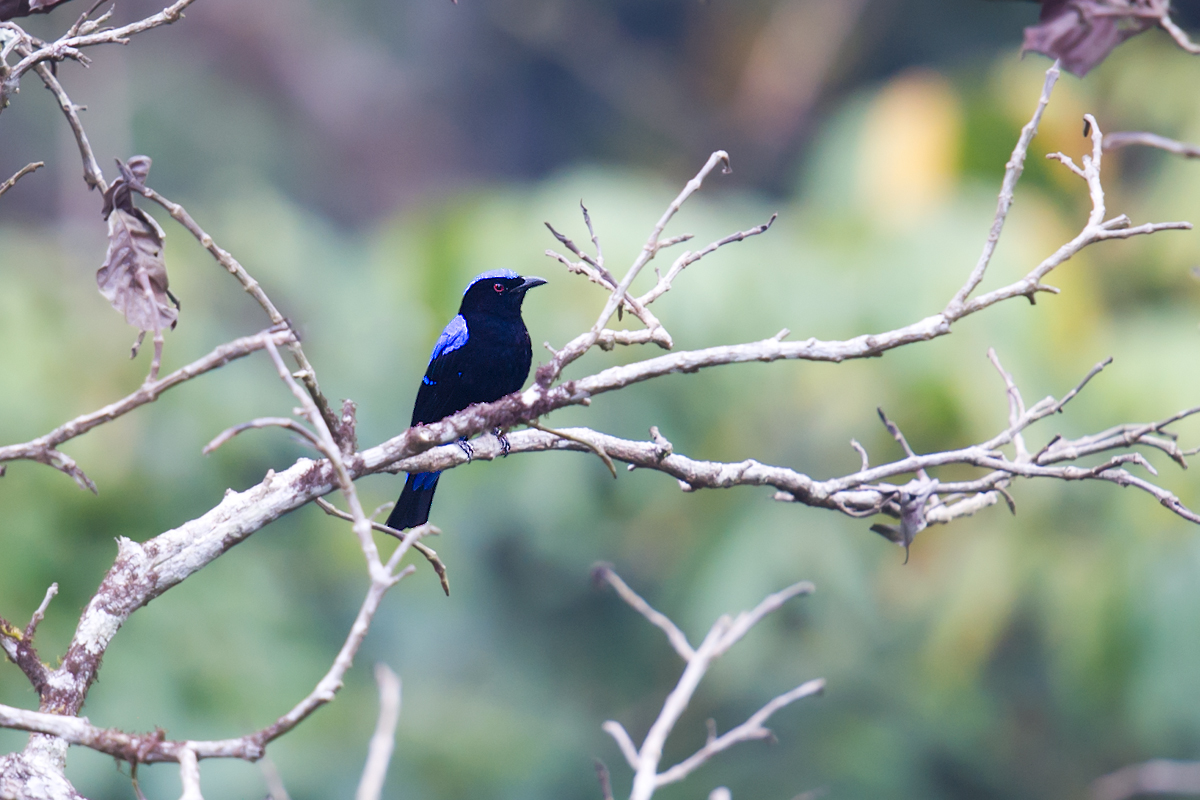 Asian Fairy-bluebird