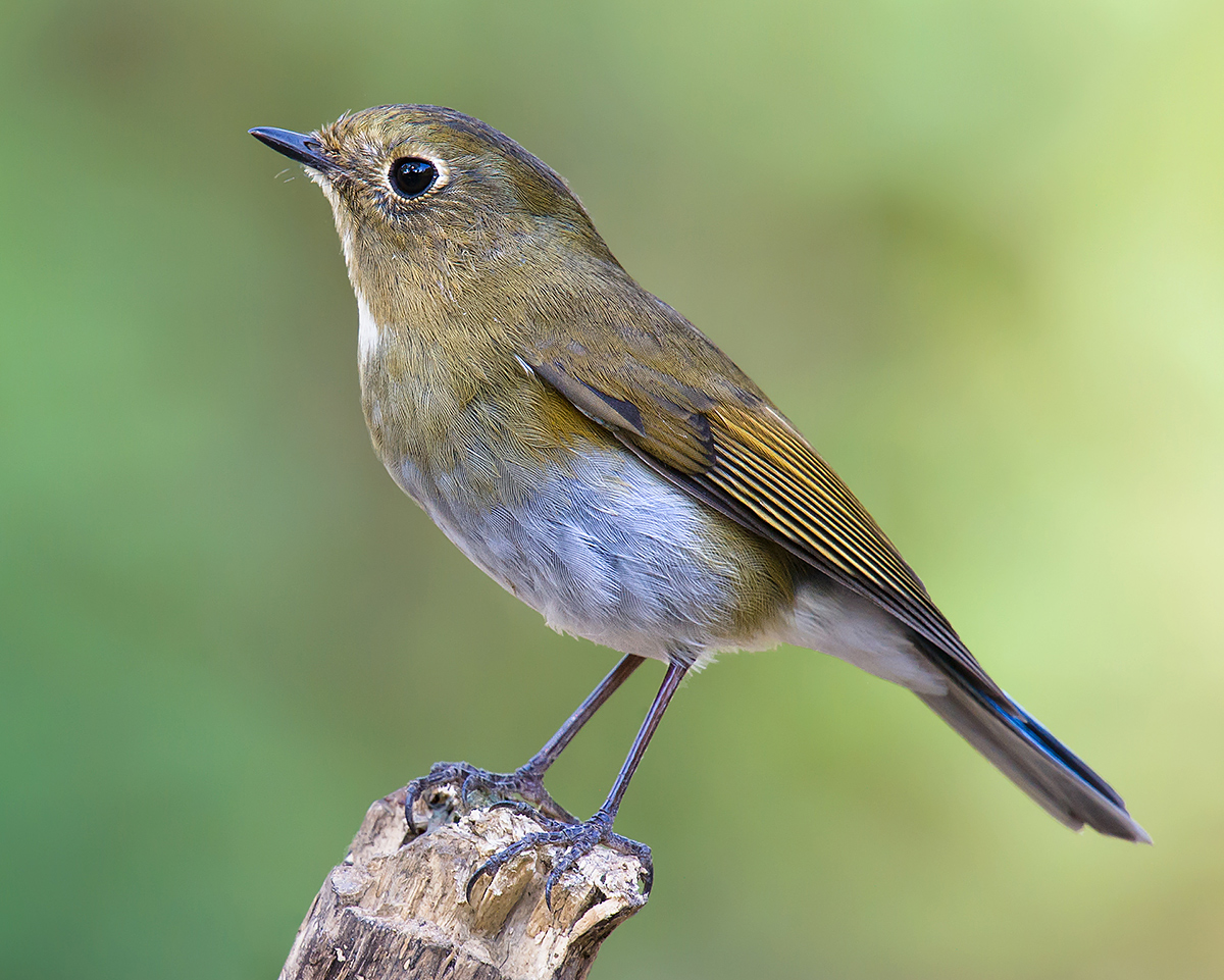 Himalayan Bluetail