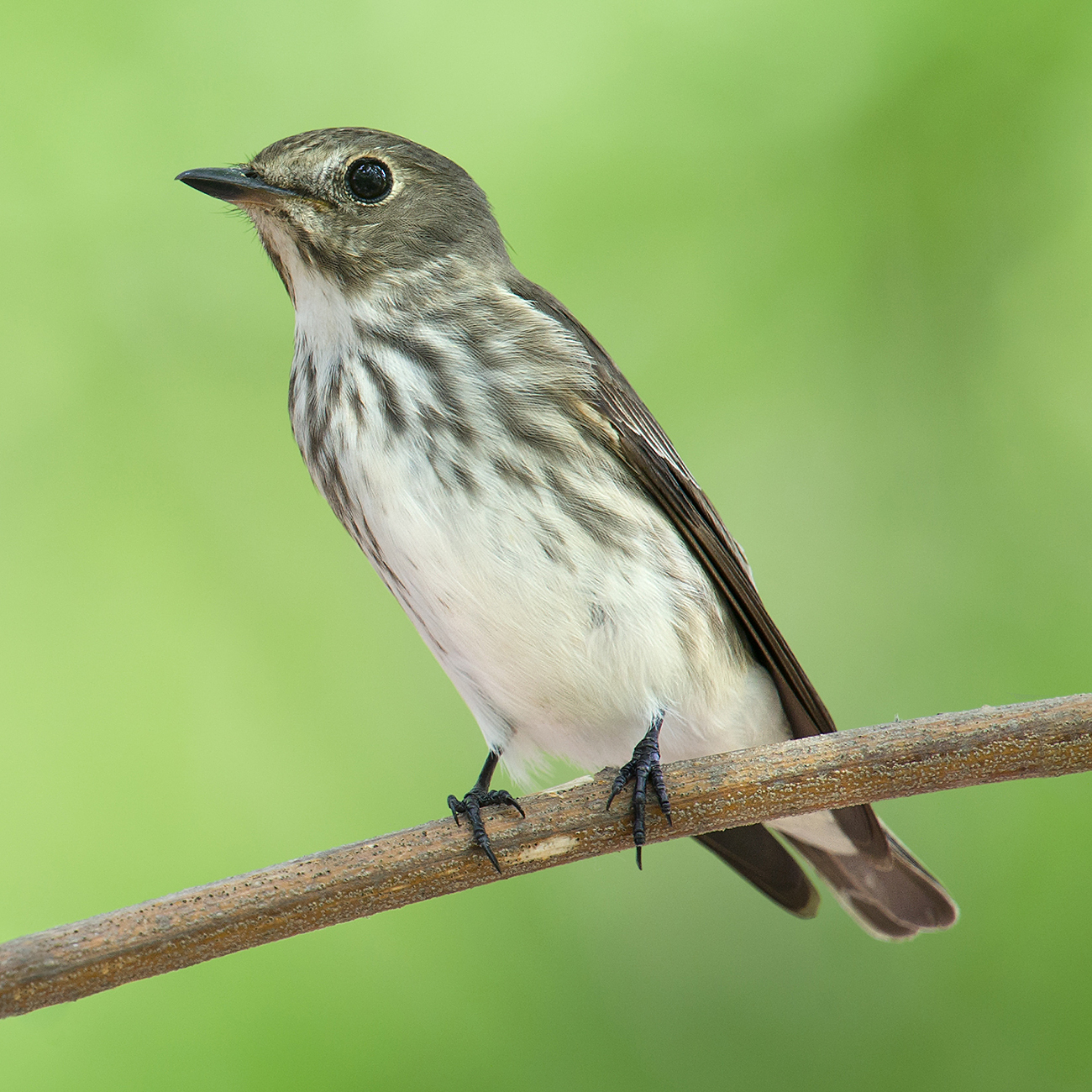 Grey-streaked Flycatcher