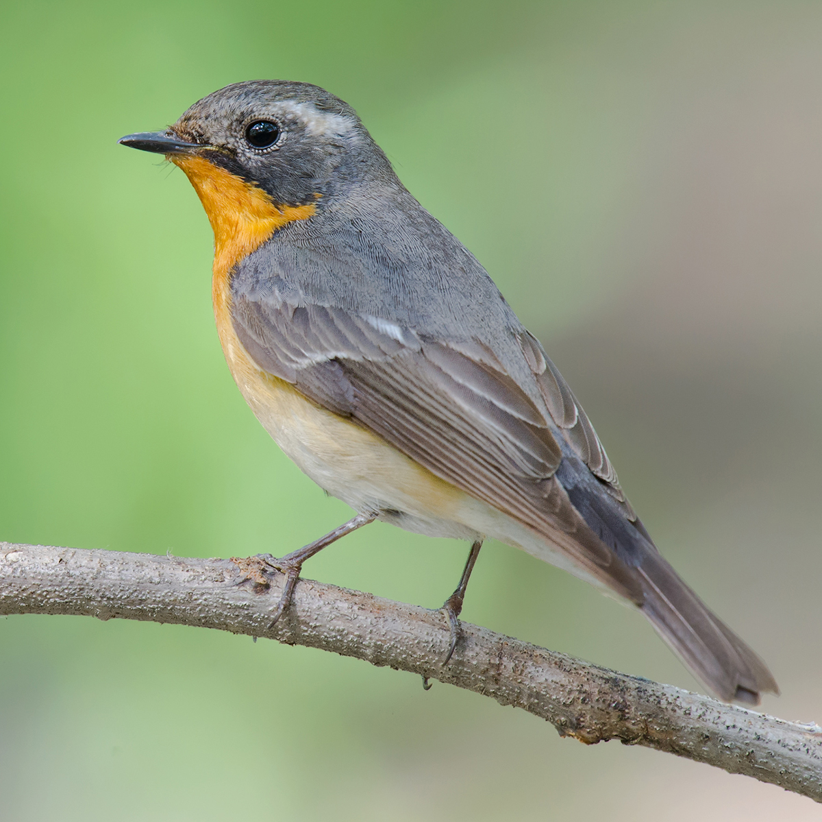 Mugimaki Flycatcher