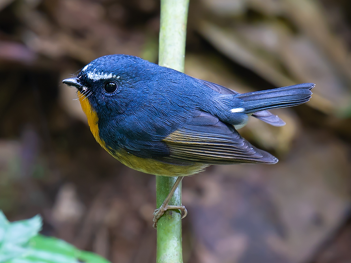 Snowy-browed Flycatcher