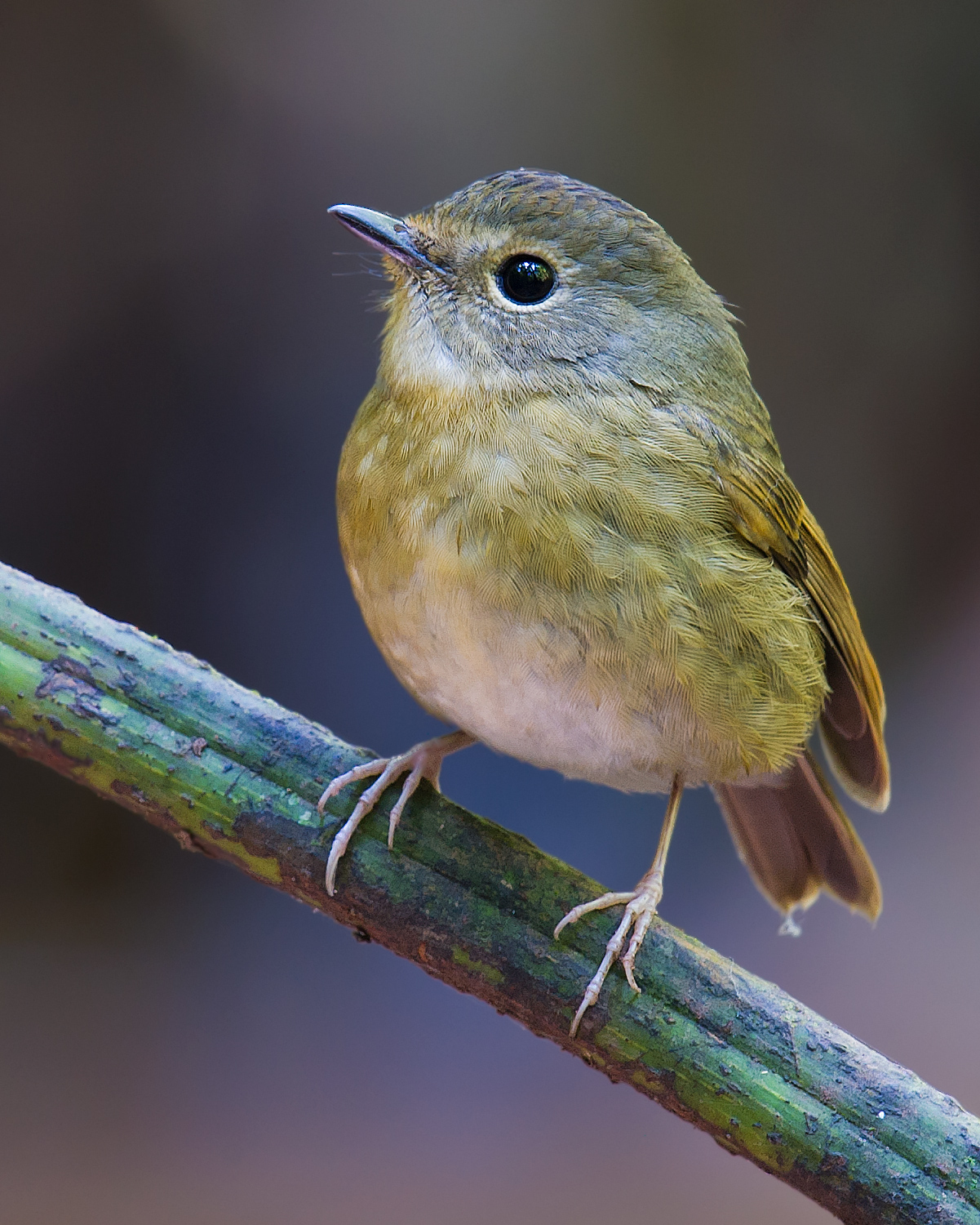 Snowy-browed Flycatcher