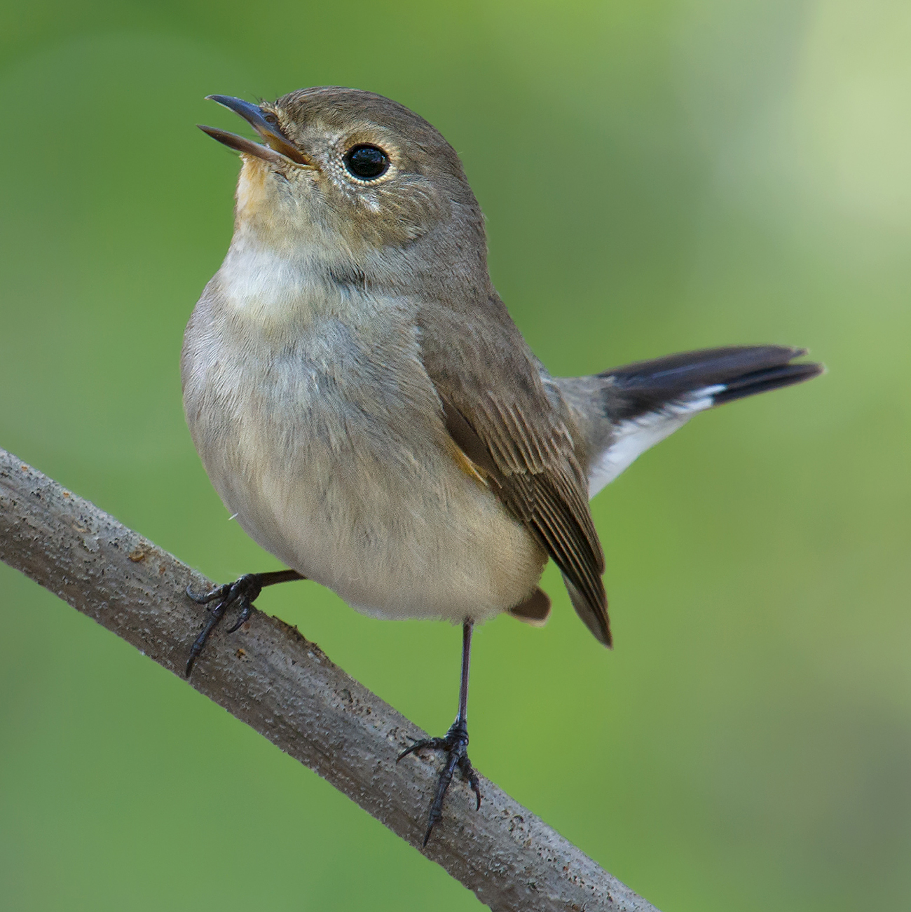 Taiga Flycatcher