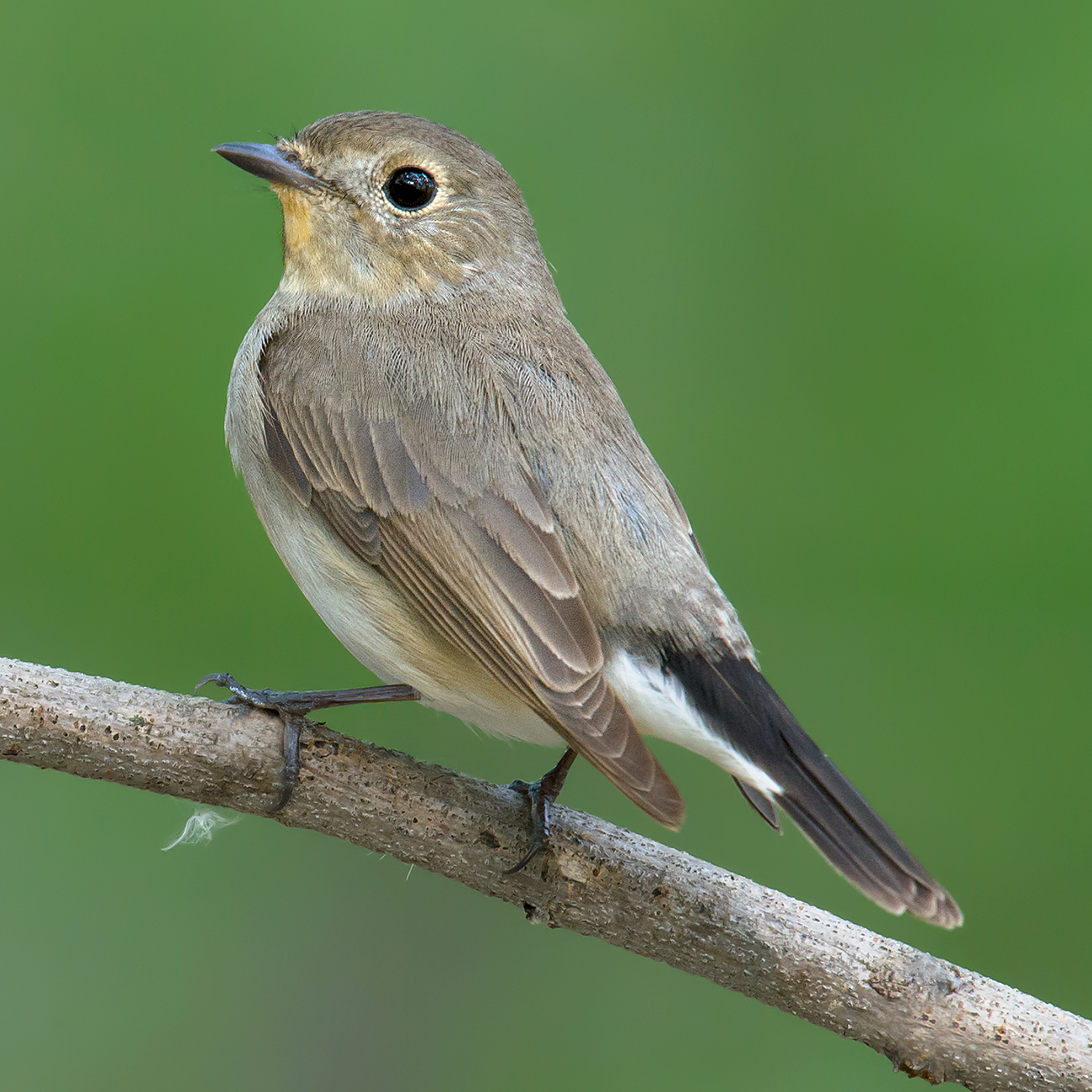 Taiga Flycatcher