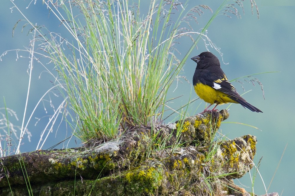 White-winged Grosbeak