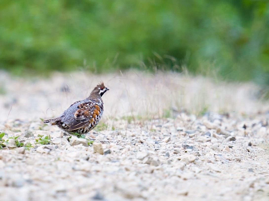 Hazel Grouse