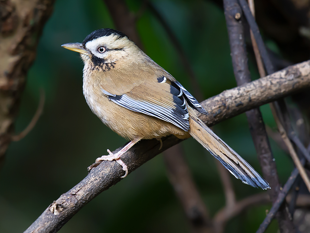 Moustached Laughingthrush