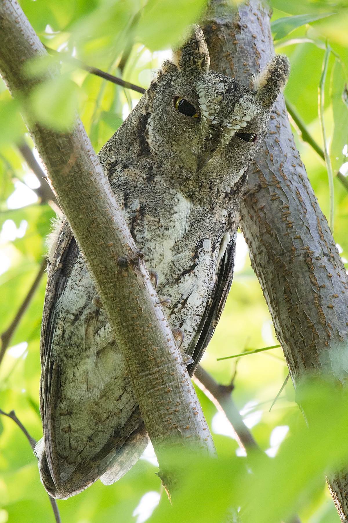 Oriental Scops Owl