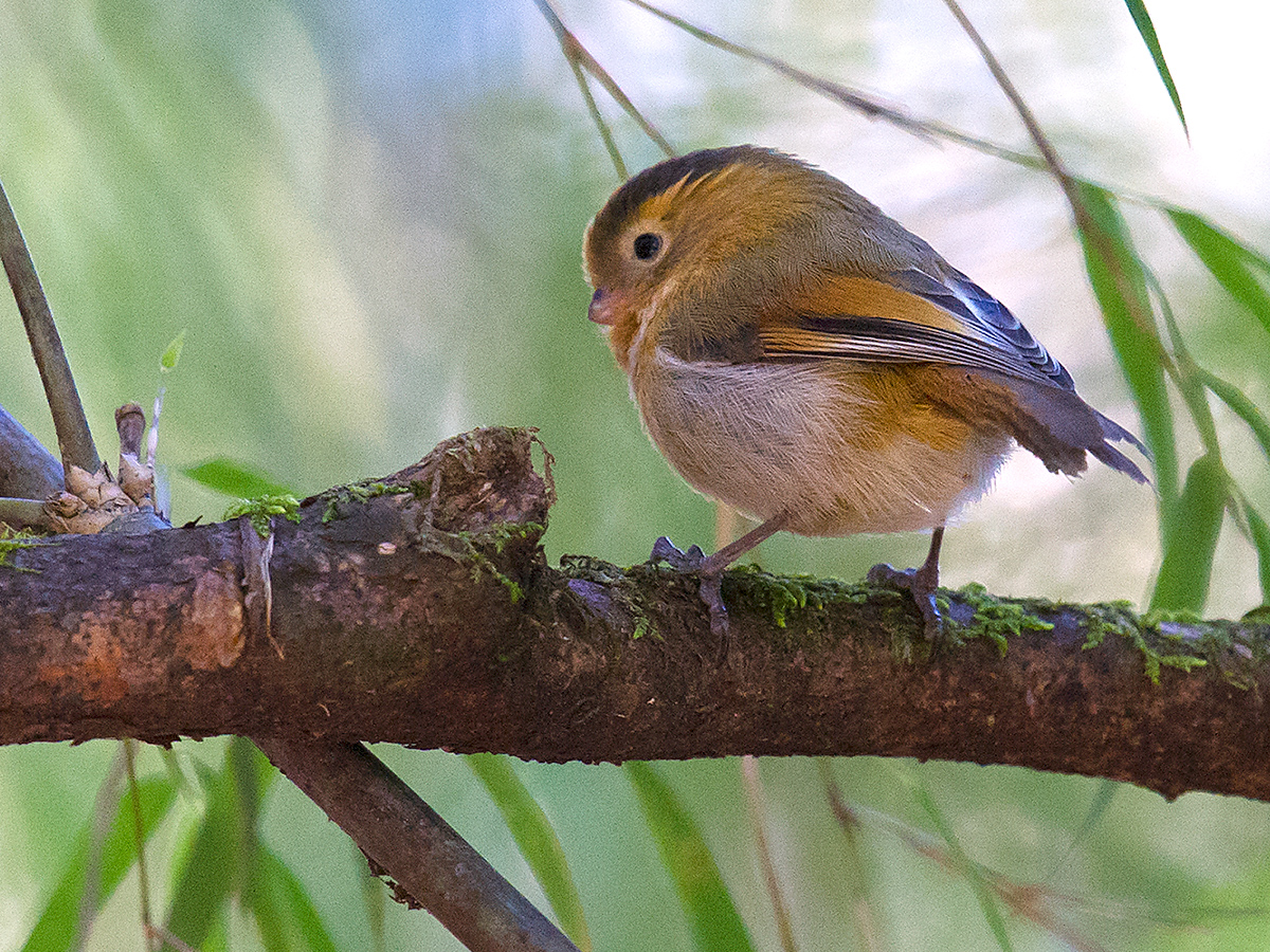 Fulvous Parrotbill