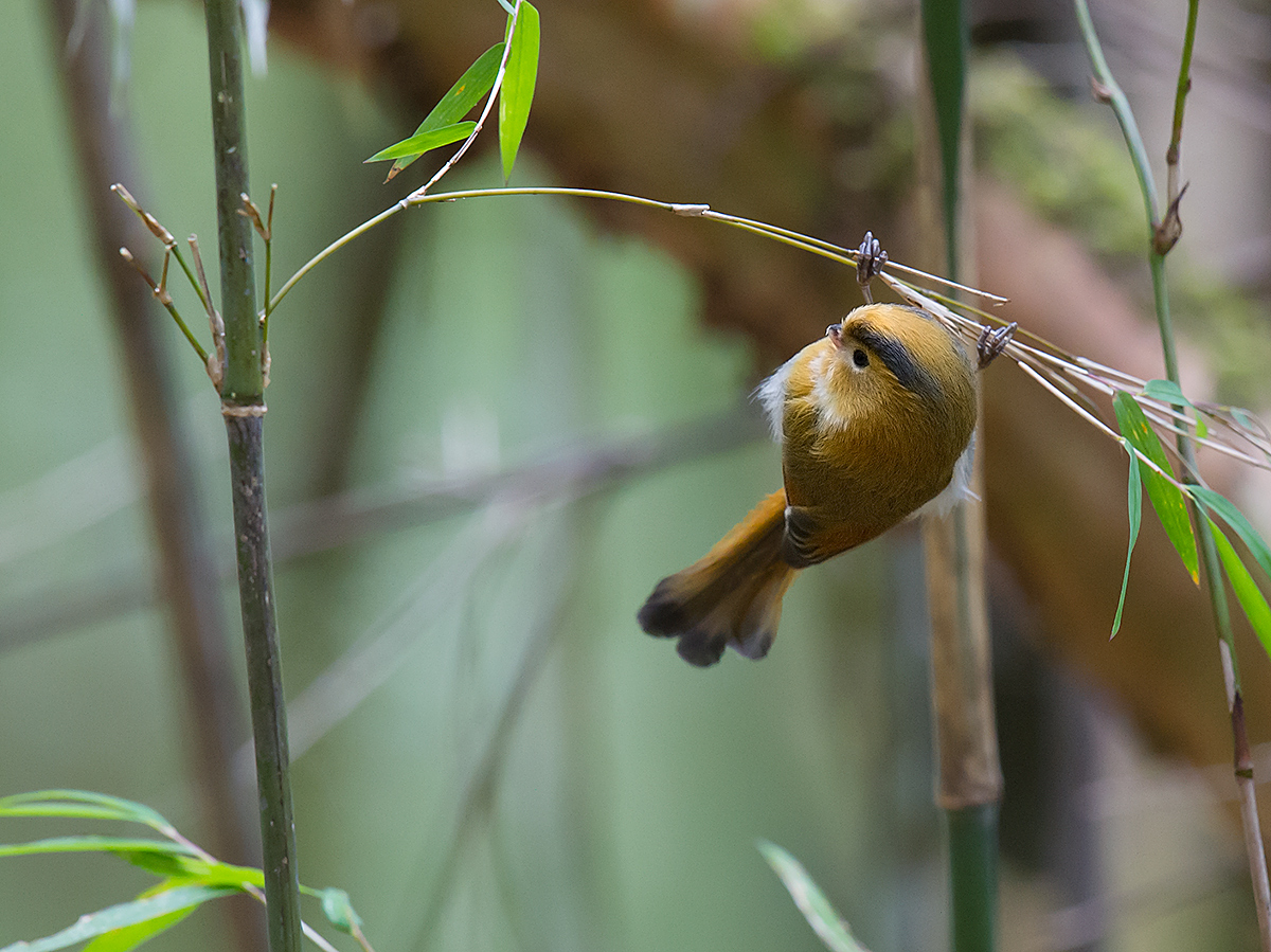 Fulvous Parrotbill