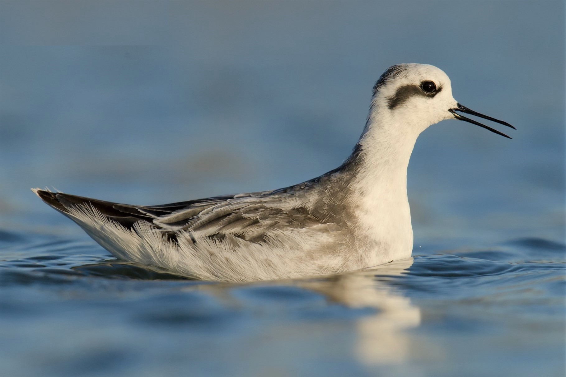 Red-necked Phalarope