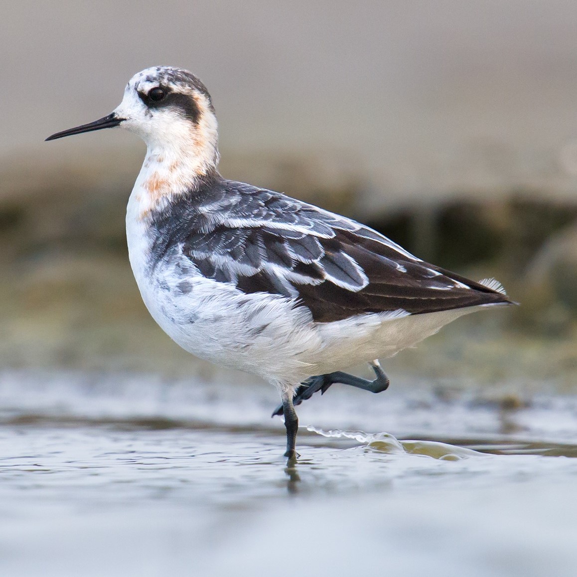 Red-necked Phalarope