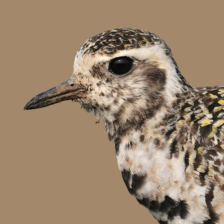 Pacific Golden Plover