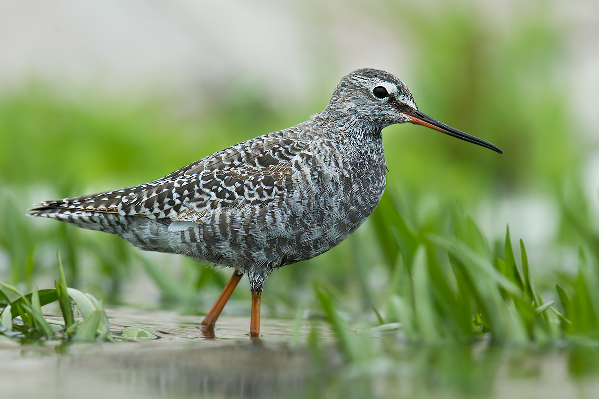 Spotted Redshank