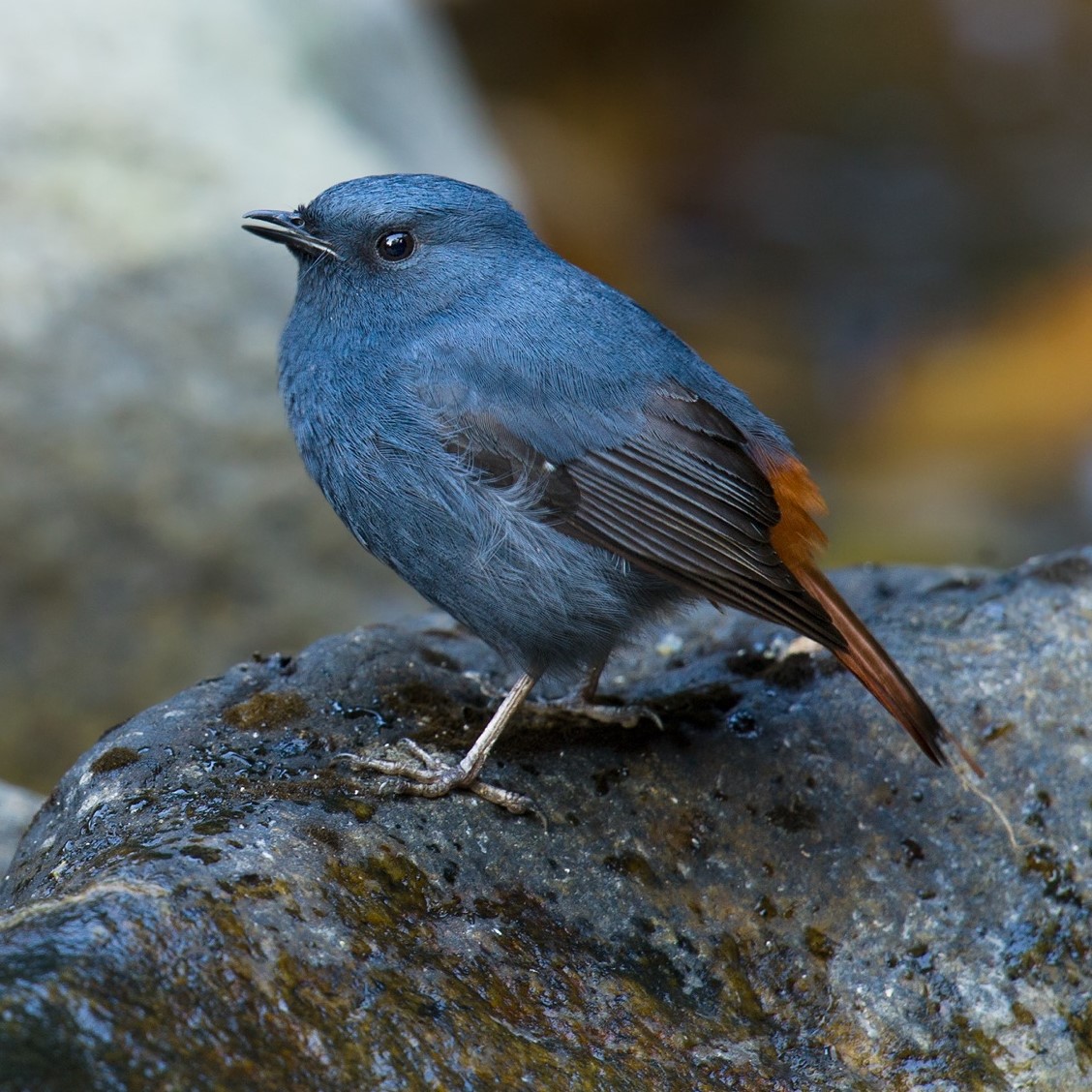 Plumbeous Water Redstart